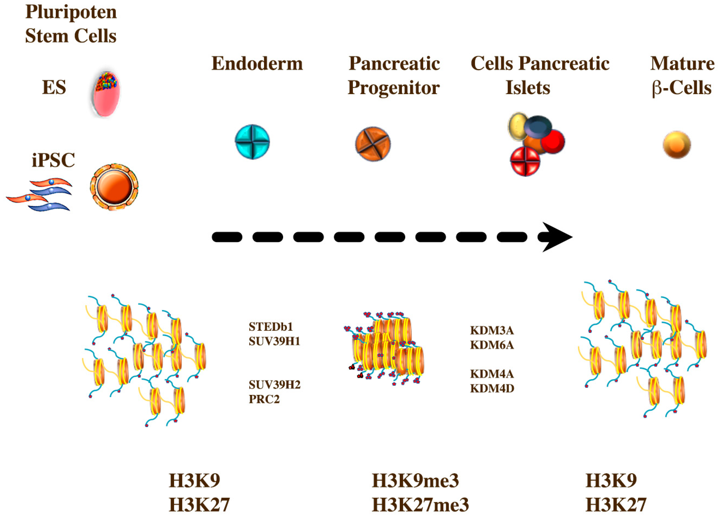 Ijms 21 08685 g004 Ijms 21 08685 g004