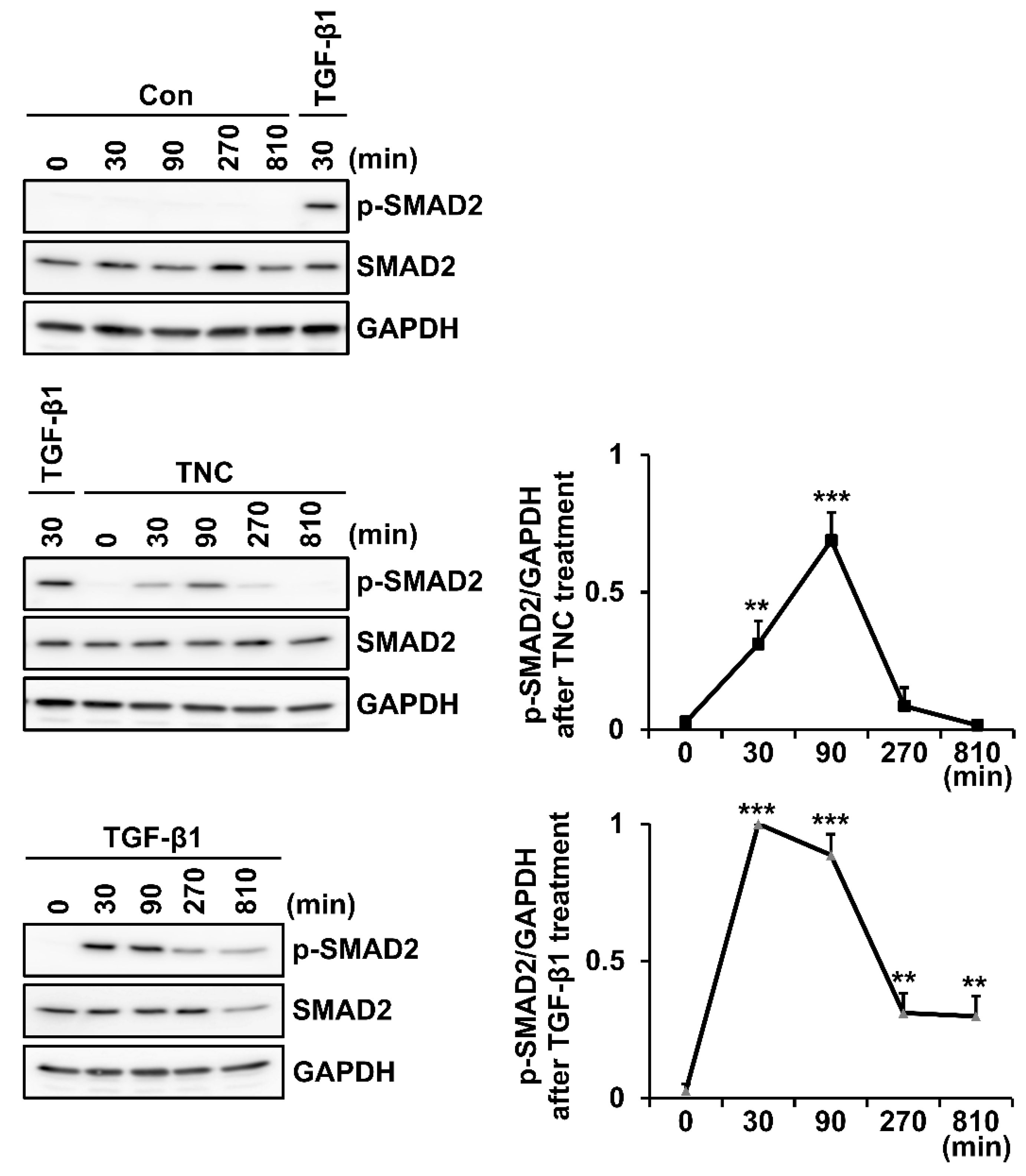 Ijms 21 08693 g005 Ijms 21 08693 g005