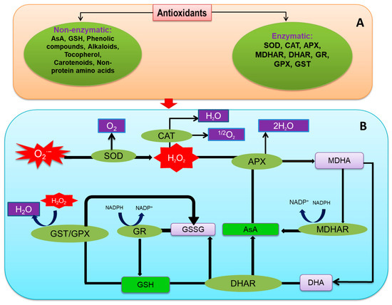 Ijms Free Full Text Regulation Of Ros Metabolism In Plants Under Environmental Stress A Review Of Recent Experimental Evidence Html