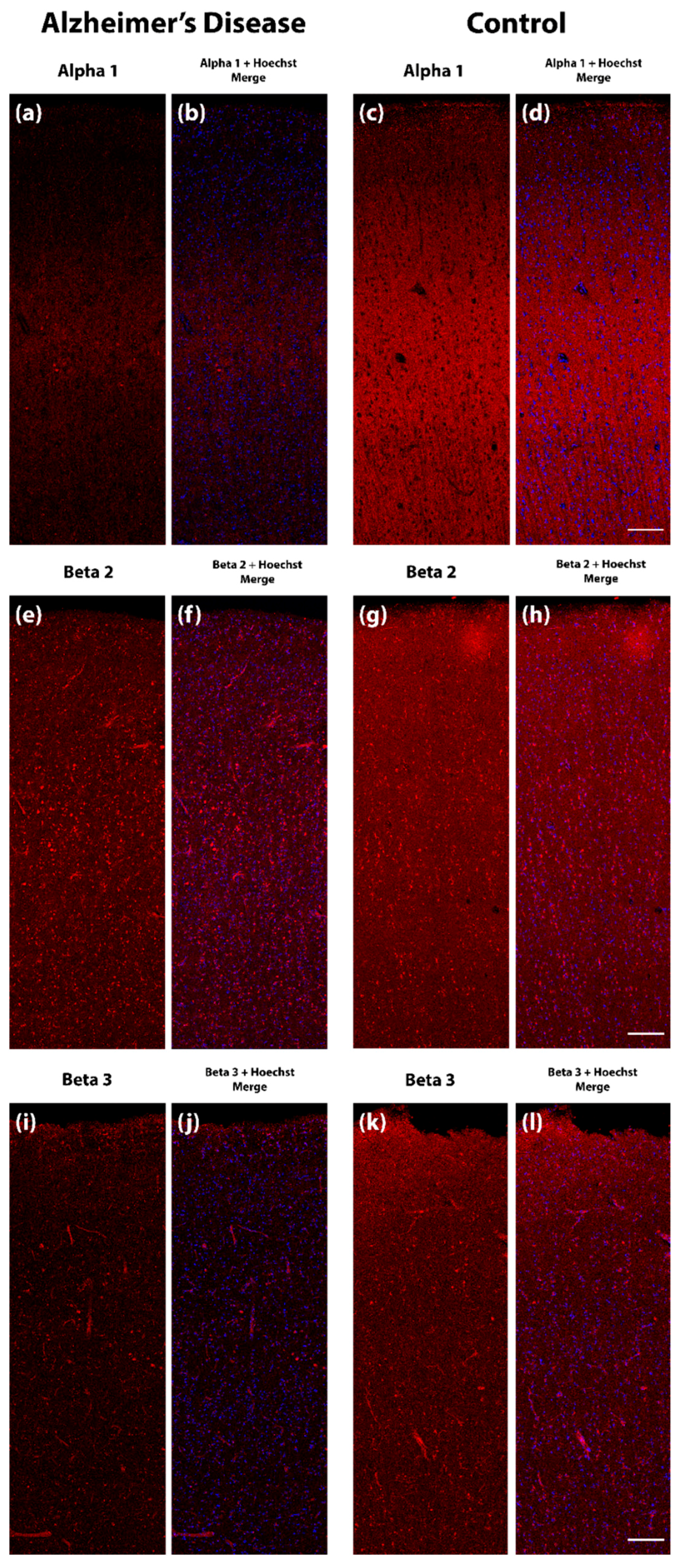 Ijms 21 08704 g002 Ijms 21 08704 g002