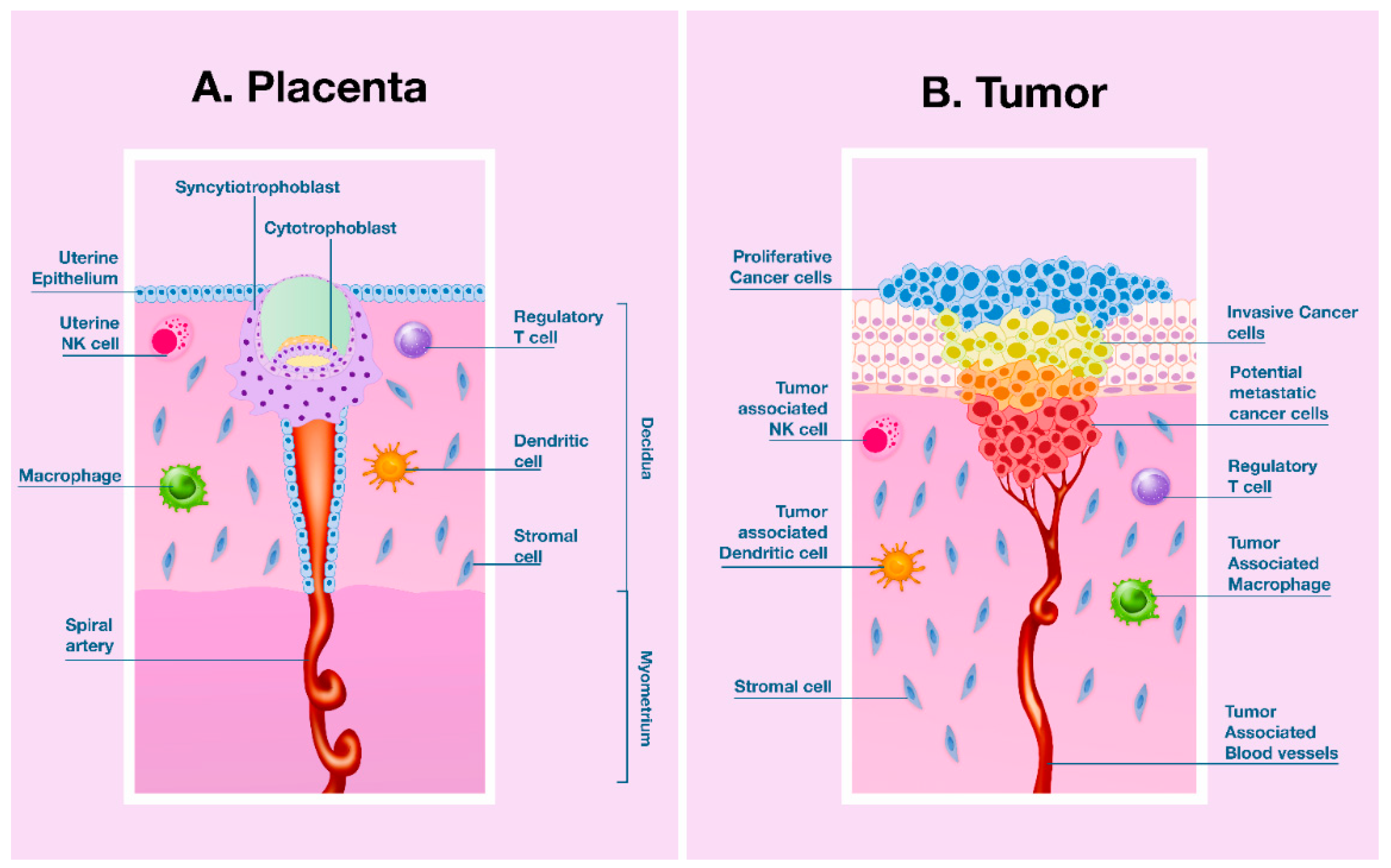 Ijms 21 08714 g001 Ijms 21 08714 g001