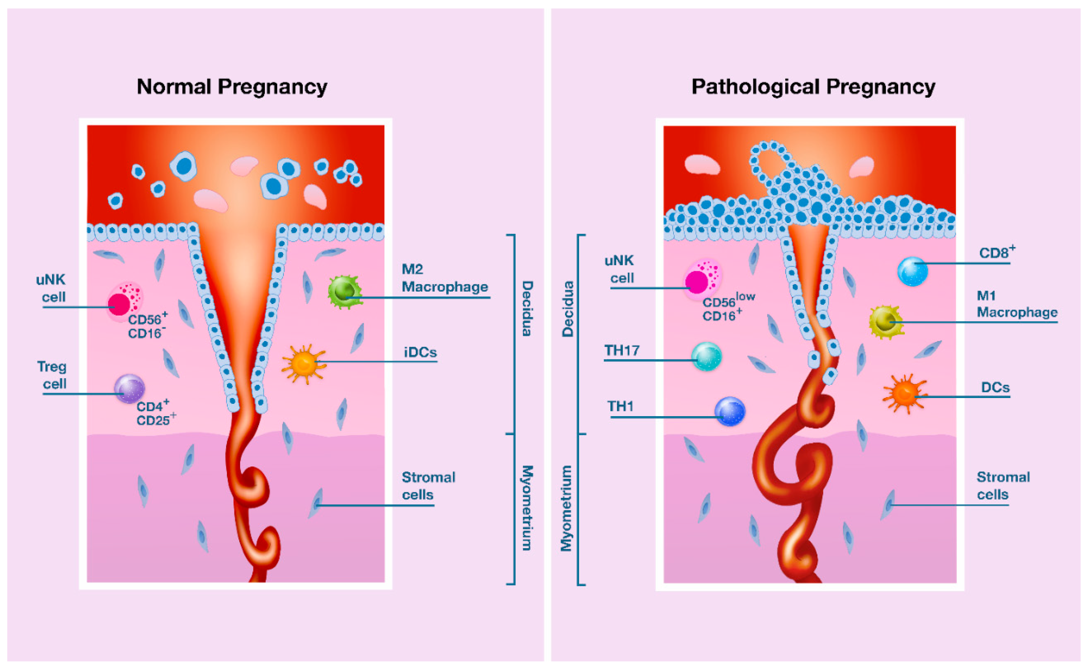 Ijms 21 08714 g002 Ijms 21 08714 g002