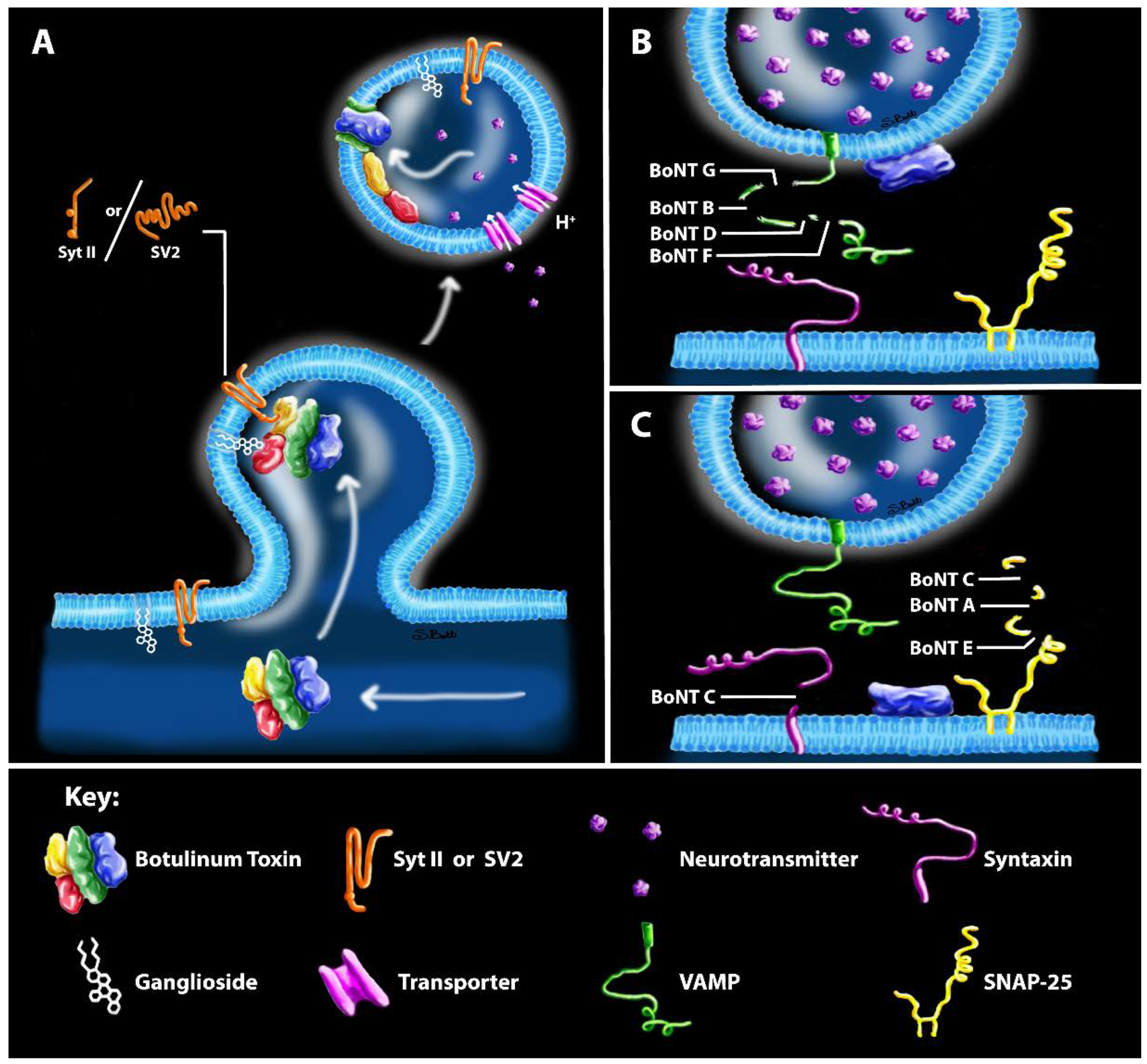Ijms 21 08715 g002 Ijms 21 08715 g002