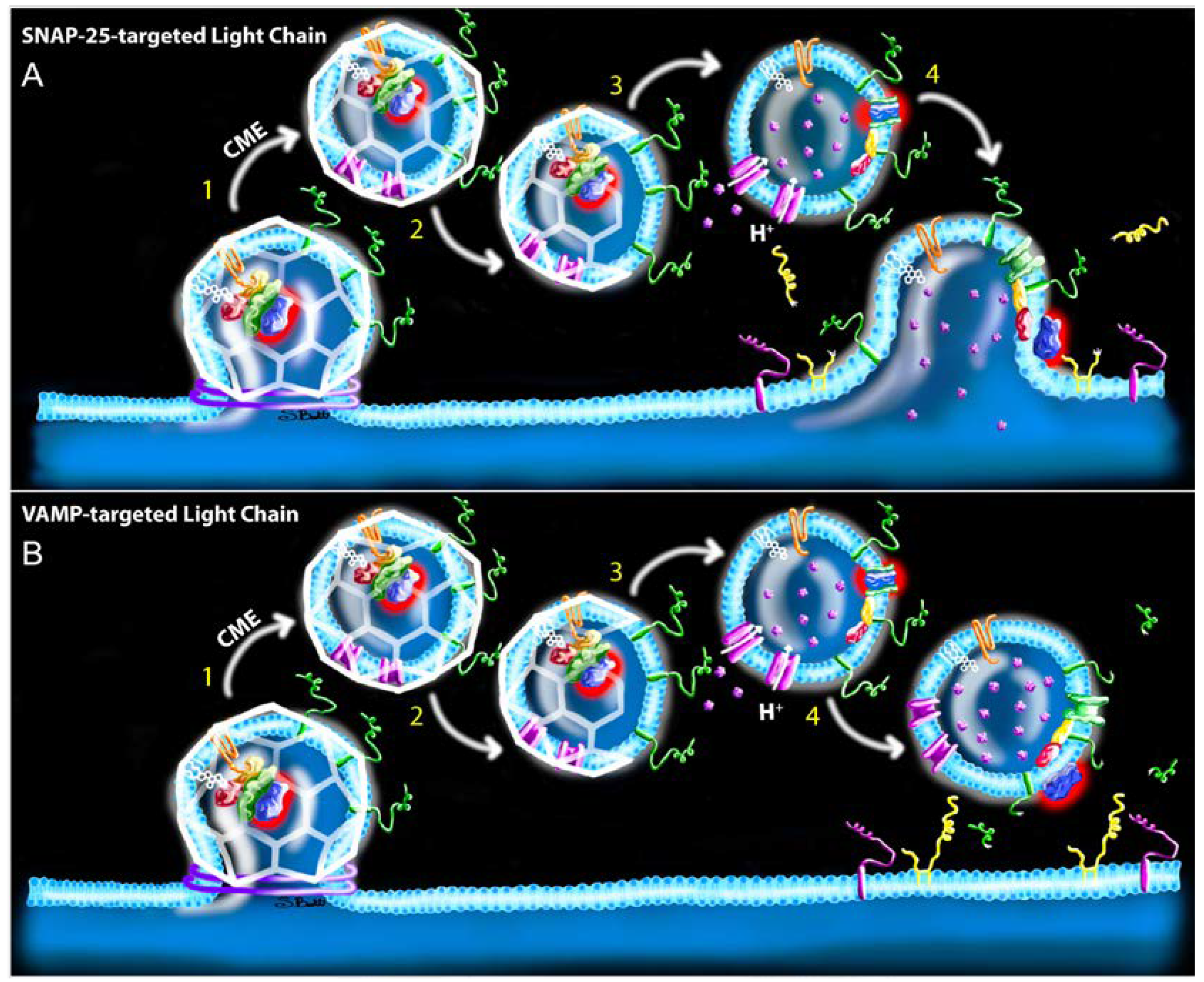 Ijms 21 08715 g004 Ijms 21 08715 g004