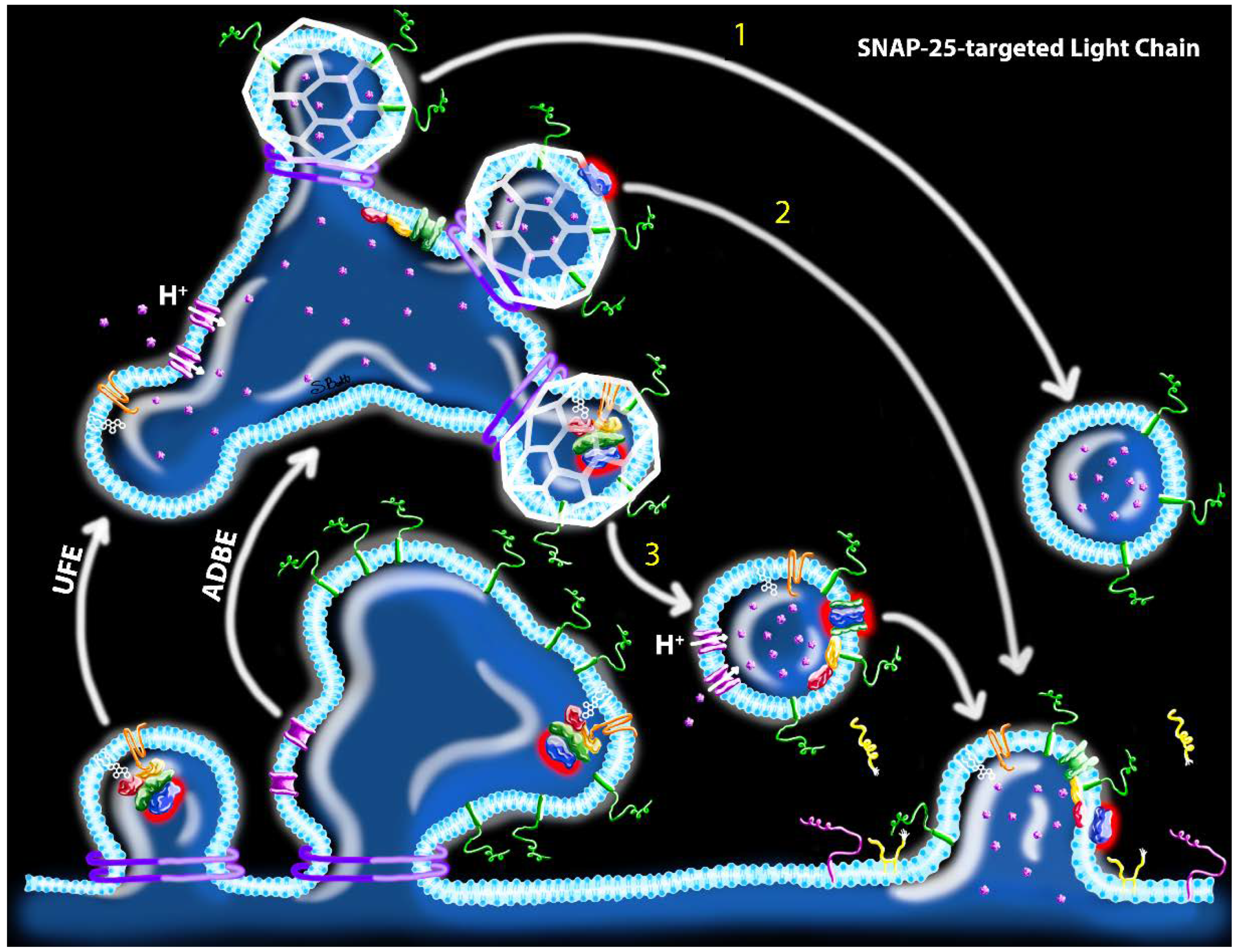 Ijms 21 08715 g006 Ijms 21 08715 g006