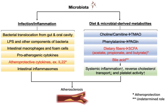 Ijms Free Full Text Mutual Interplay Of Host Immune System And Gut Microbiota In The Immunopathology Of Atherosclerosis Html