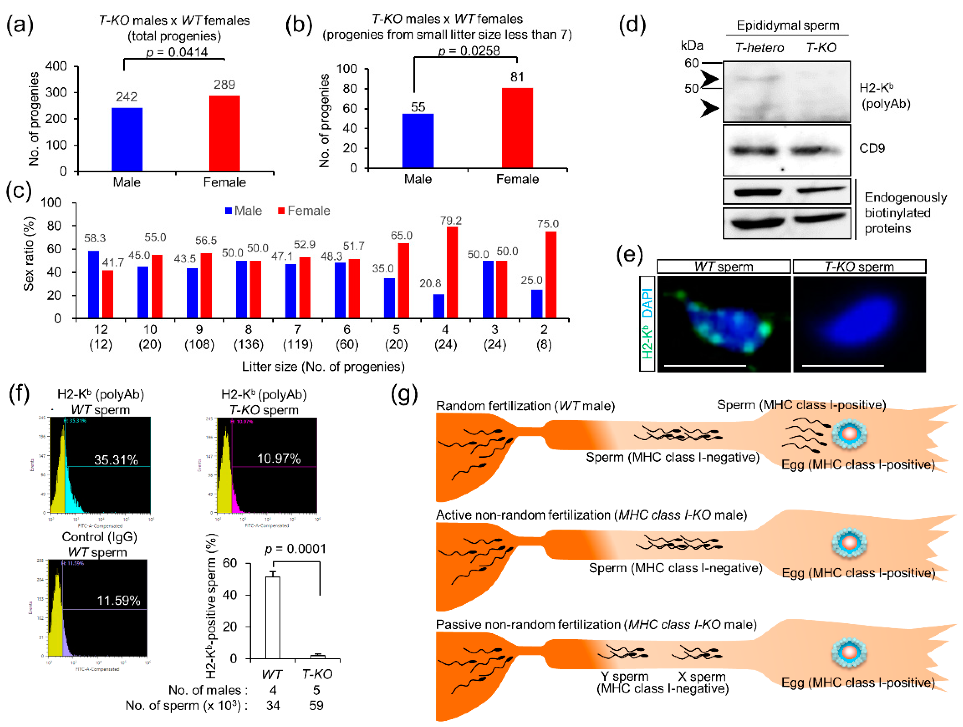 Ijms 21 08731 g003 Ijms 21 08731 g003