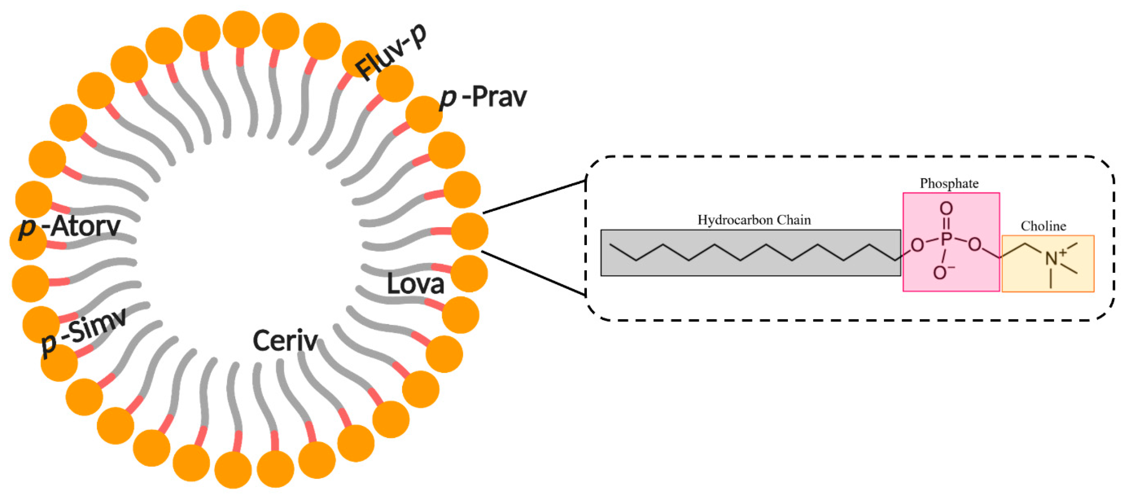 Ijms 21 08745 g005 Ijms 21 08745 g005