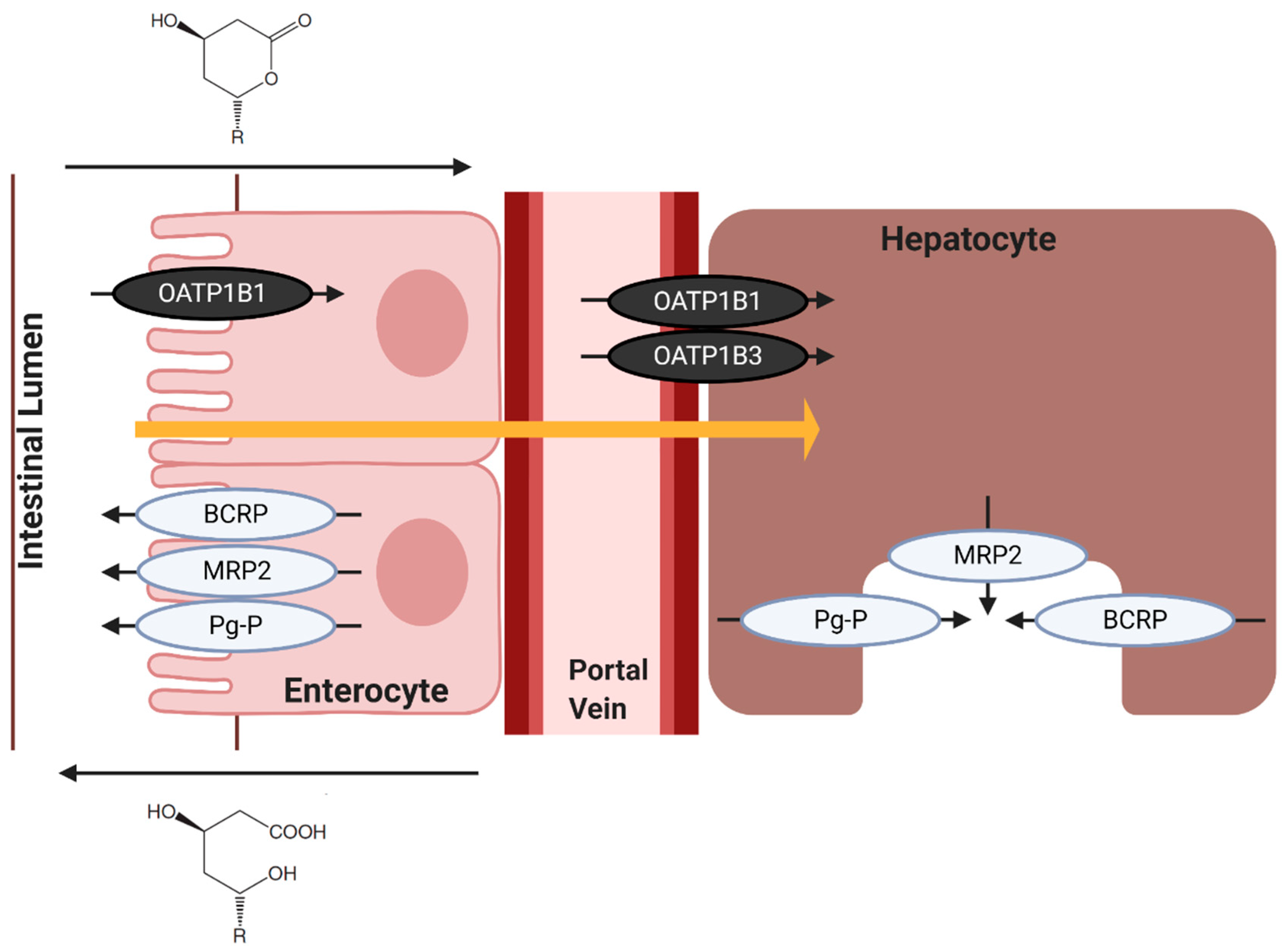 Ijms 21 08745 g008 Ijms 21 08745 g008