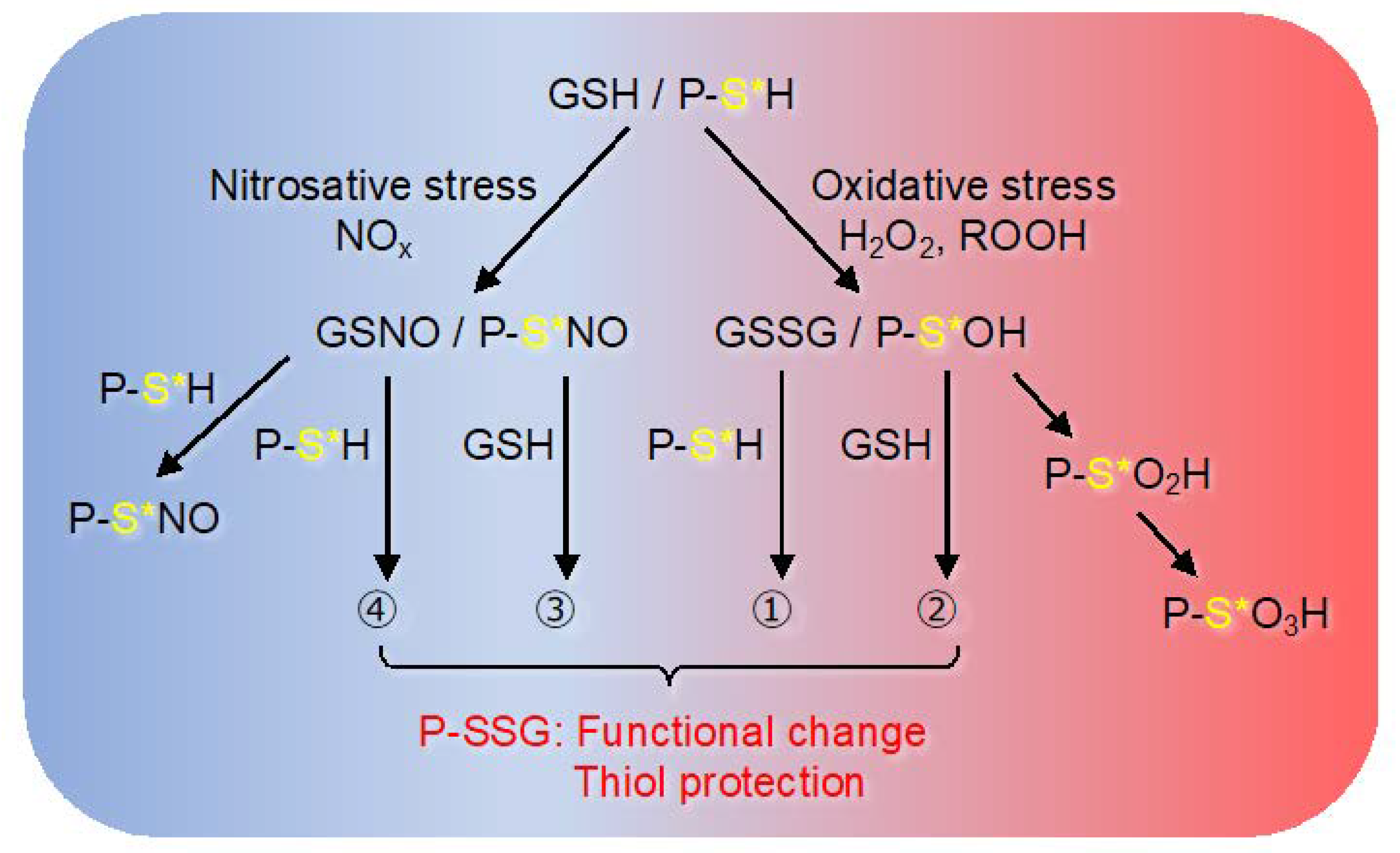 Ijms 21 08750 g002 Ijms 21 08750 g002