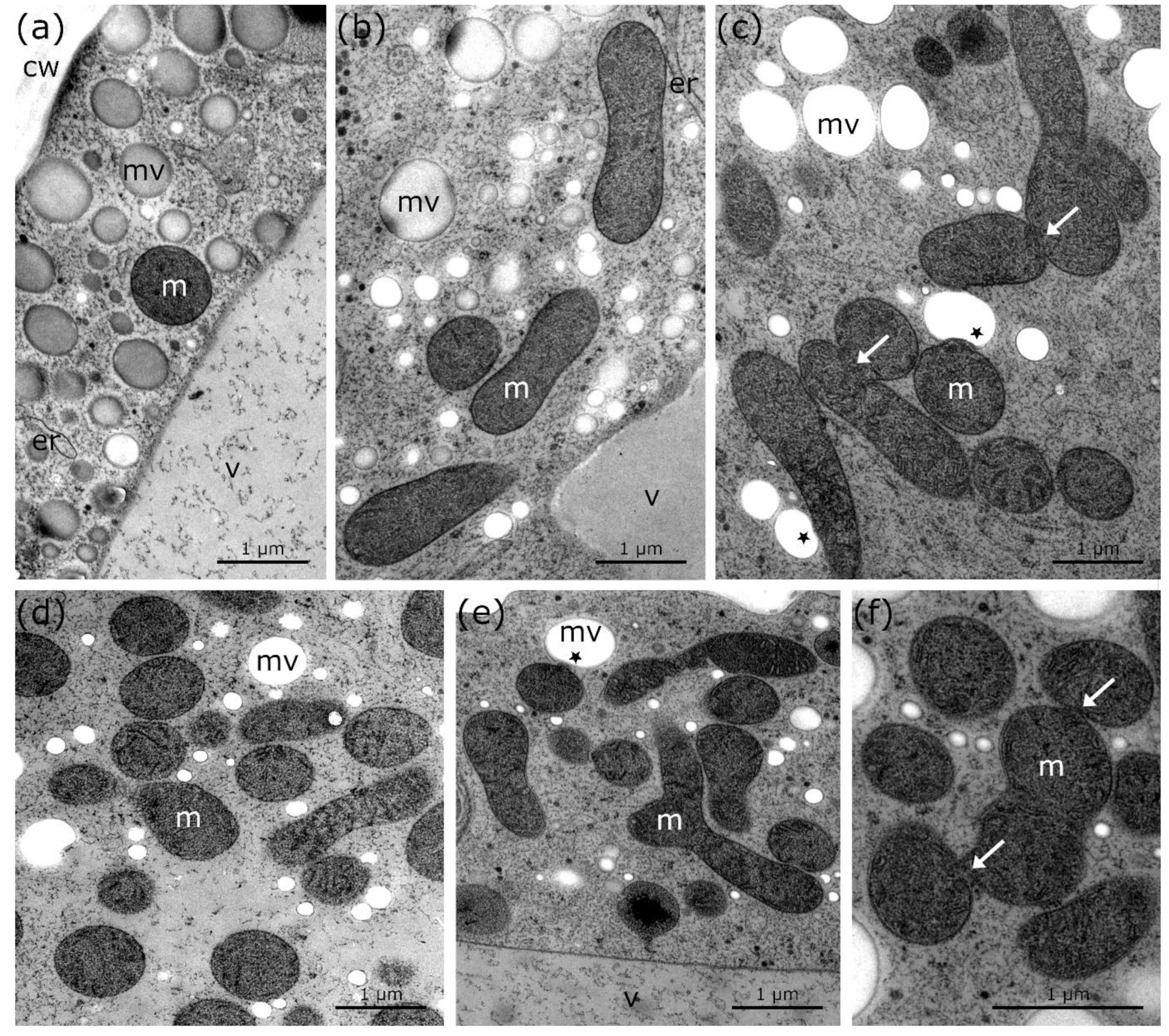 Ijms 21 08753 g001 Ijms 21 08753 g001