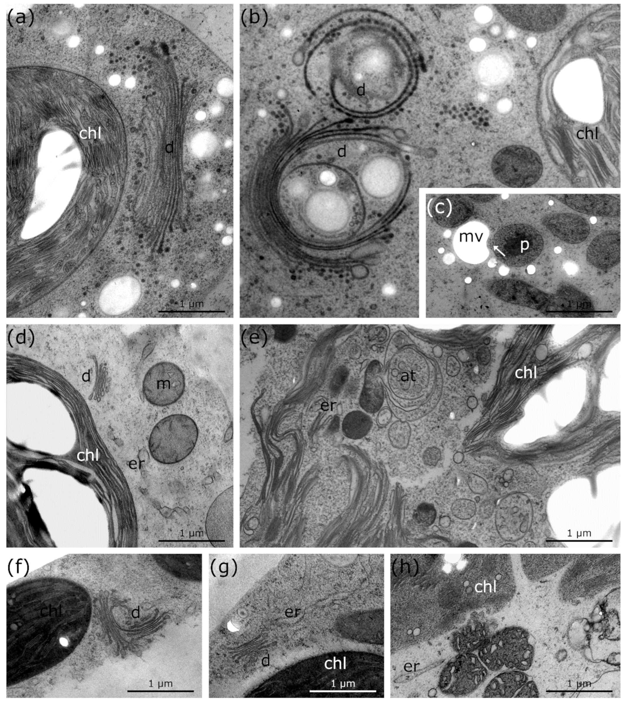 Ijms 21 08753 g006 Ijms 21 08753 g006