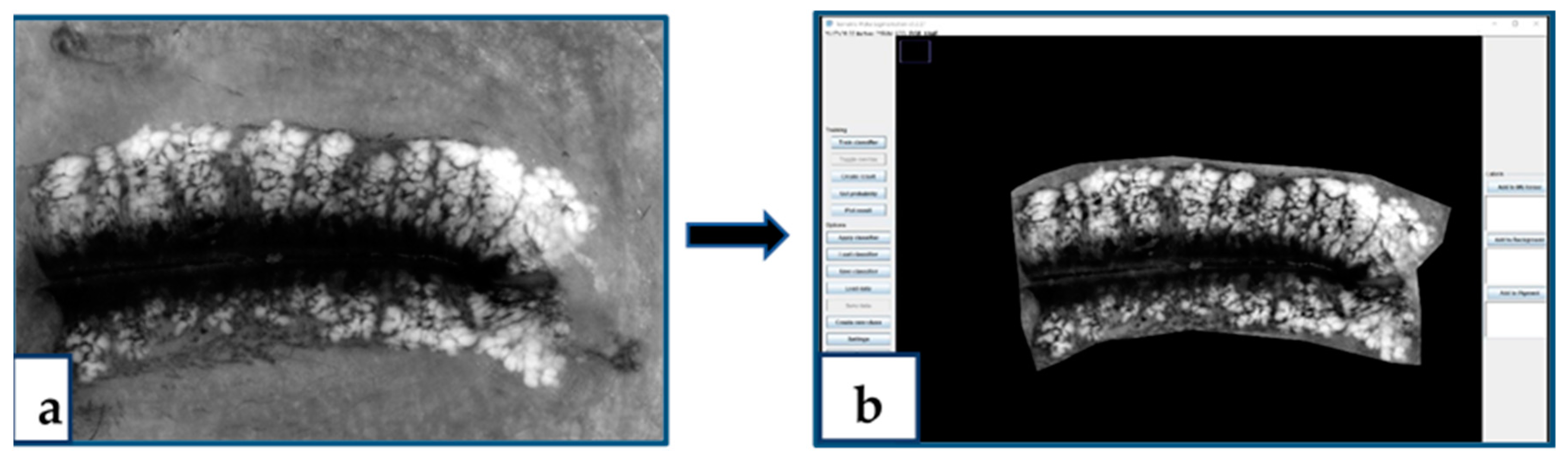 Ijms 21 08772 g0a1 Ijms 21 08772 g0a1