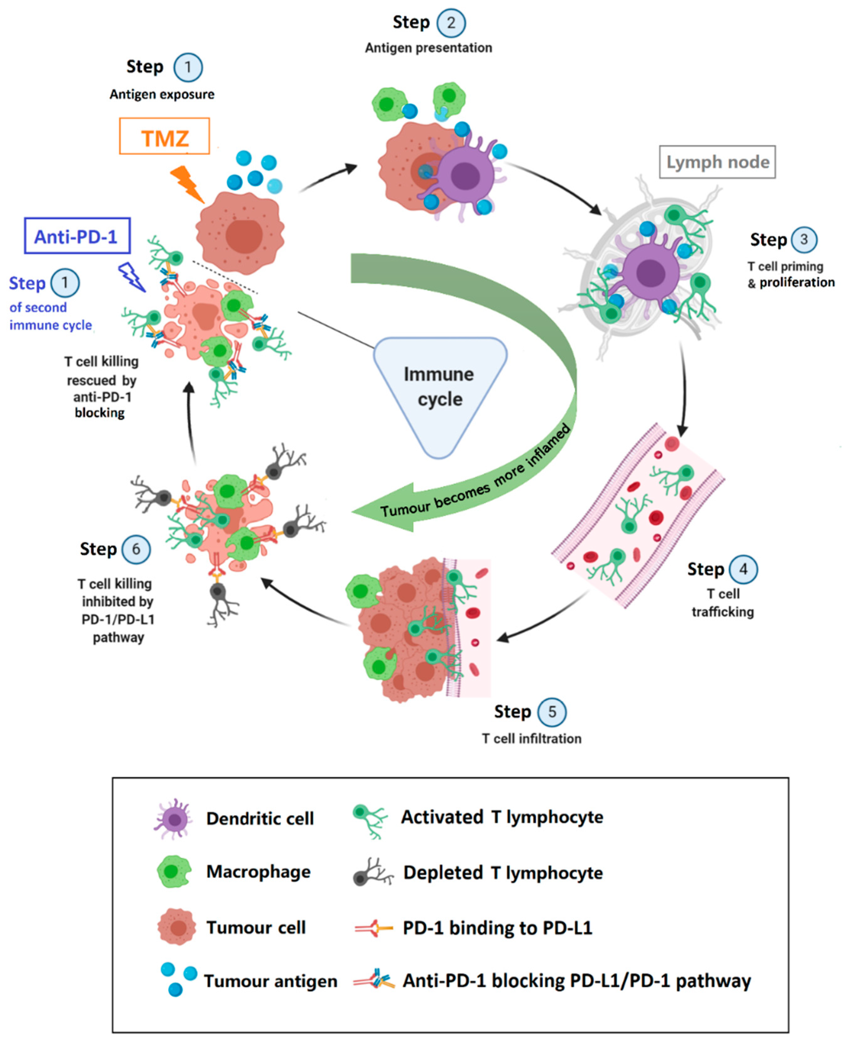 Ijms 21 08775 g007 Ijms 21 08775 g007