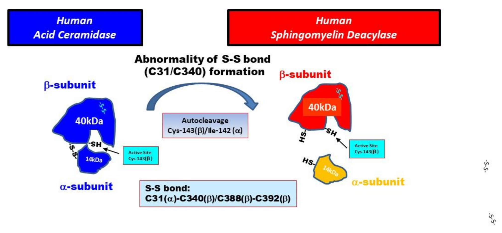 Ijms 21 08789 g008 Ijms 21 08789 g008