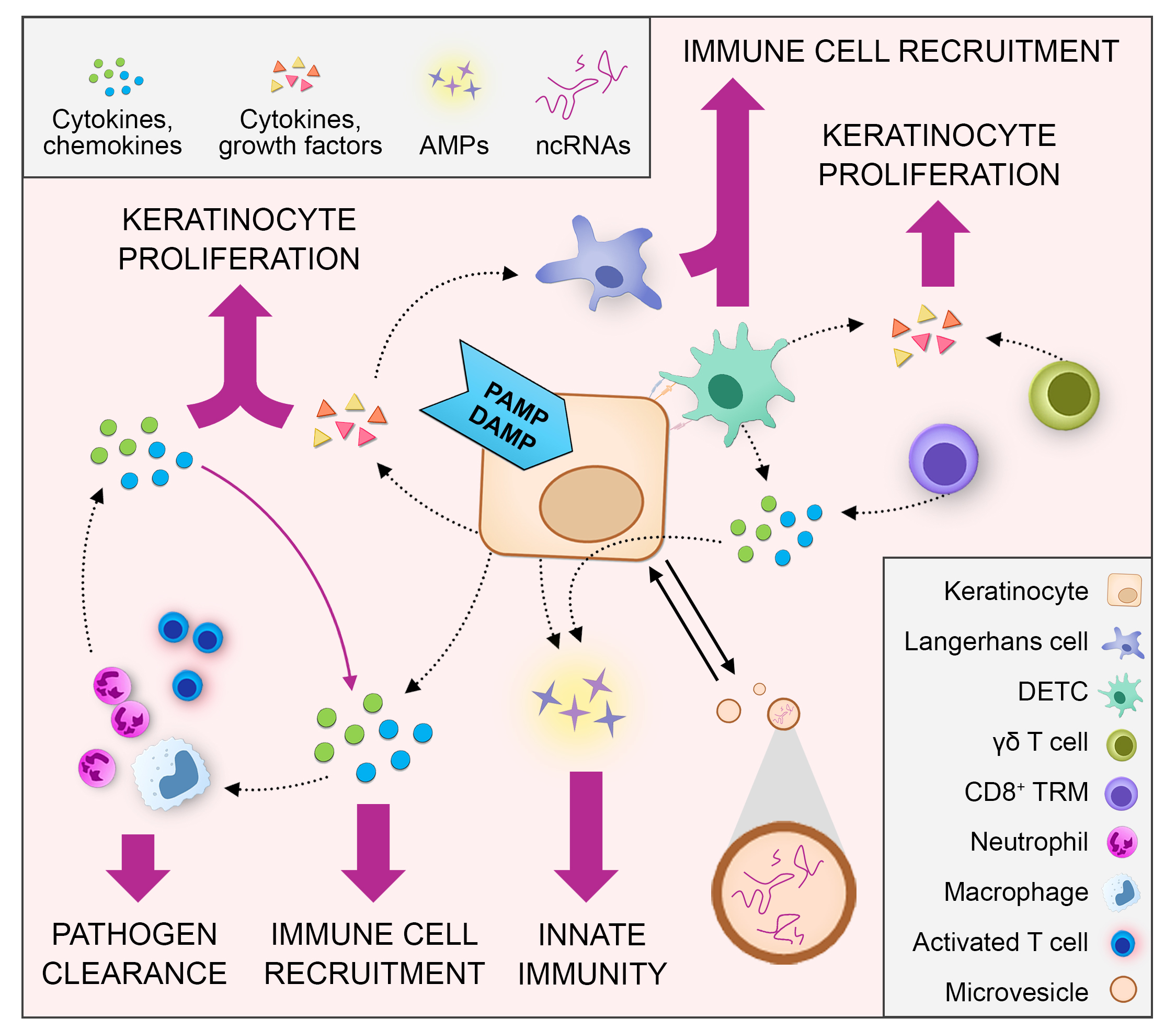 Ijms Free Full Text The Immune Functions Of Keratinocytes In Skin Wound Healing Html