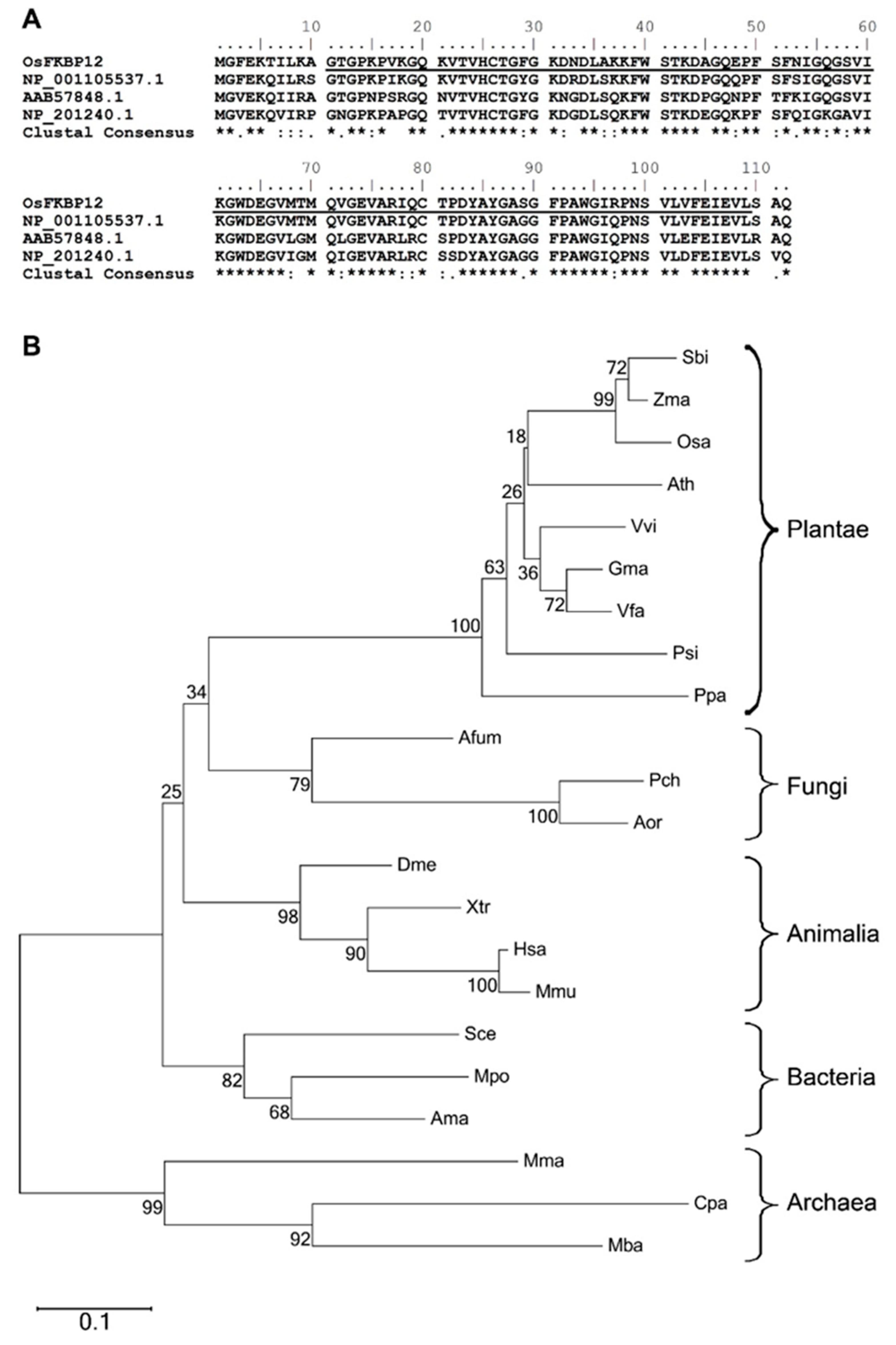 Ijms 21 08791 g001 Ijms 21 08791 g001