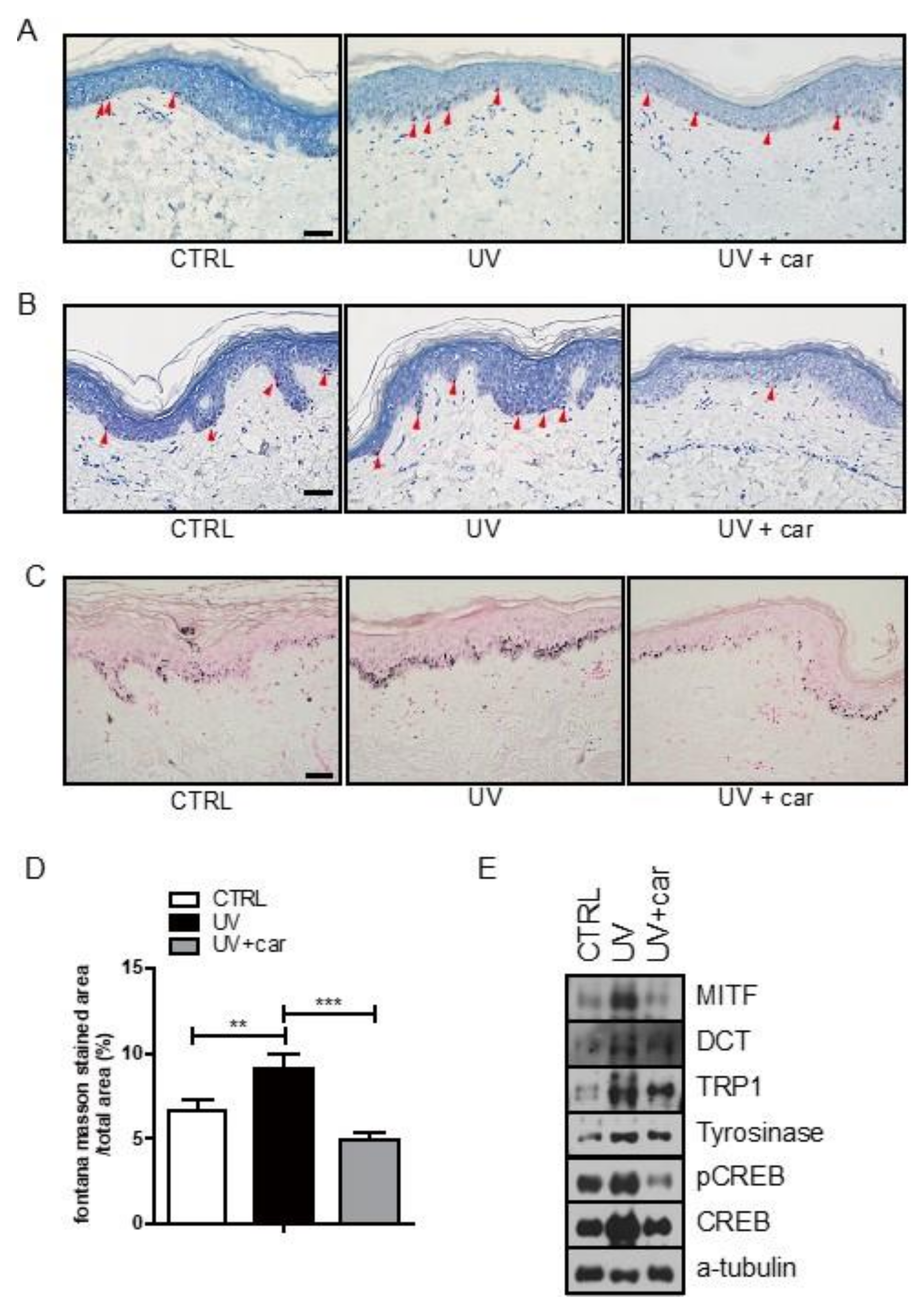 Ijms 21 08796 g003 Ijms 21 08796 g003