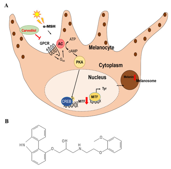 Ijms 21 08796 g004 Ijms 21 08796 g004