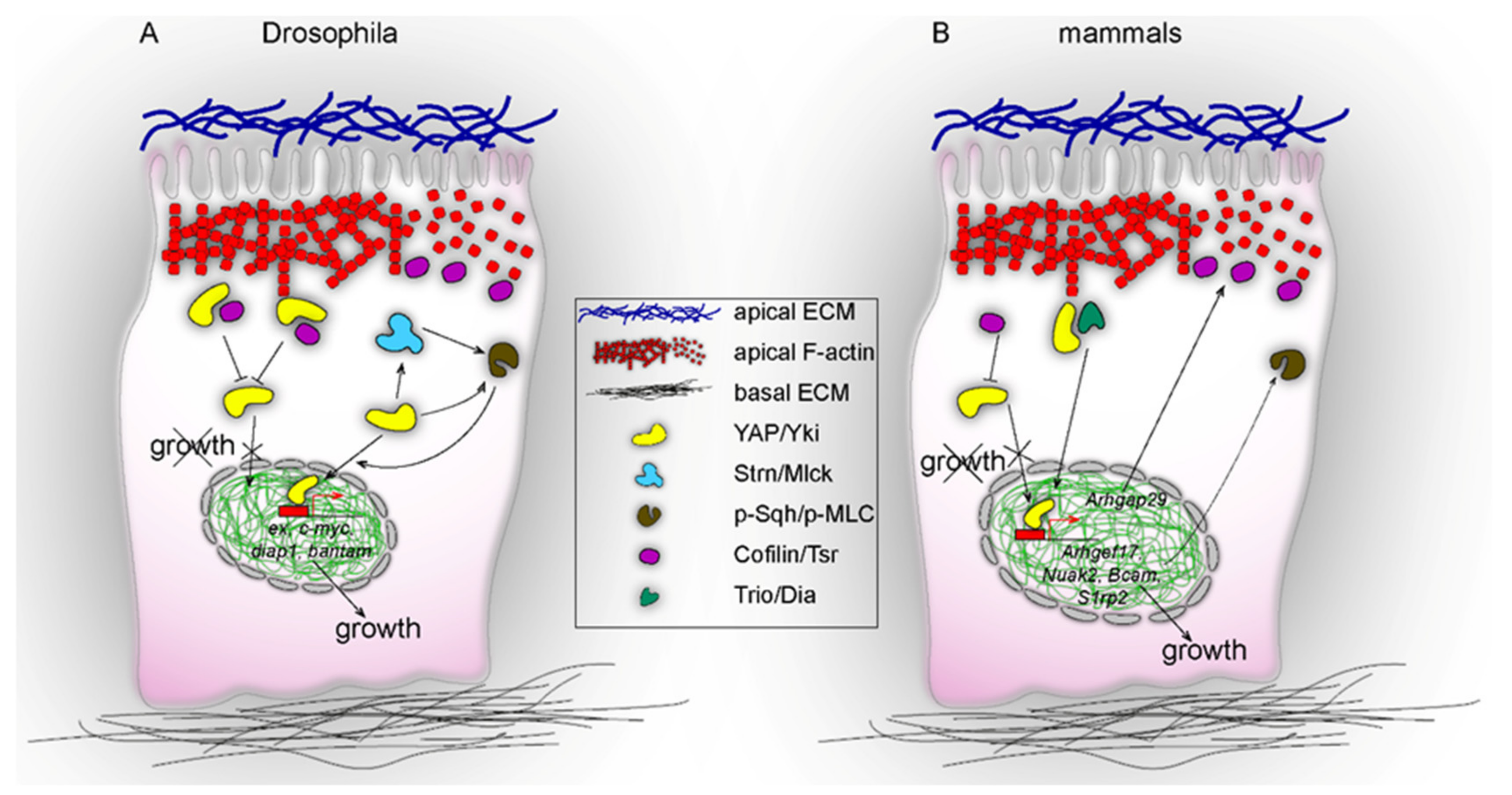 Ijms Free Full Text The Molecular Network Of Yap Yorkie At The Cell Cortex And Their Role In Ocular Morphogenesis Html