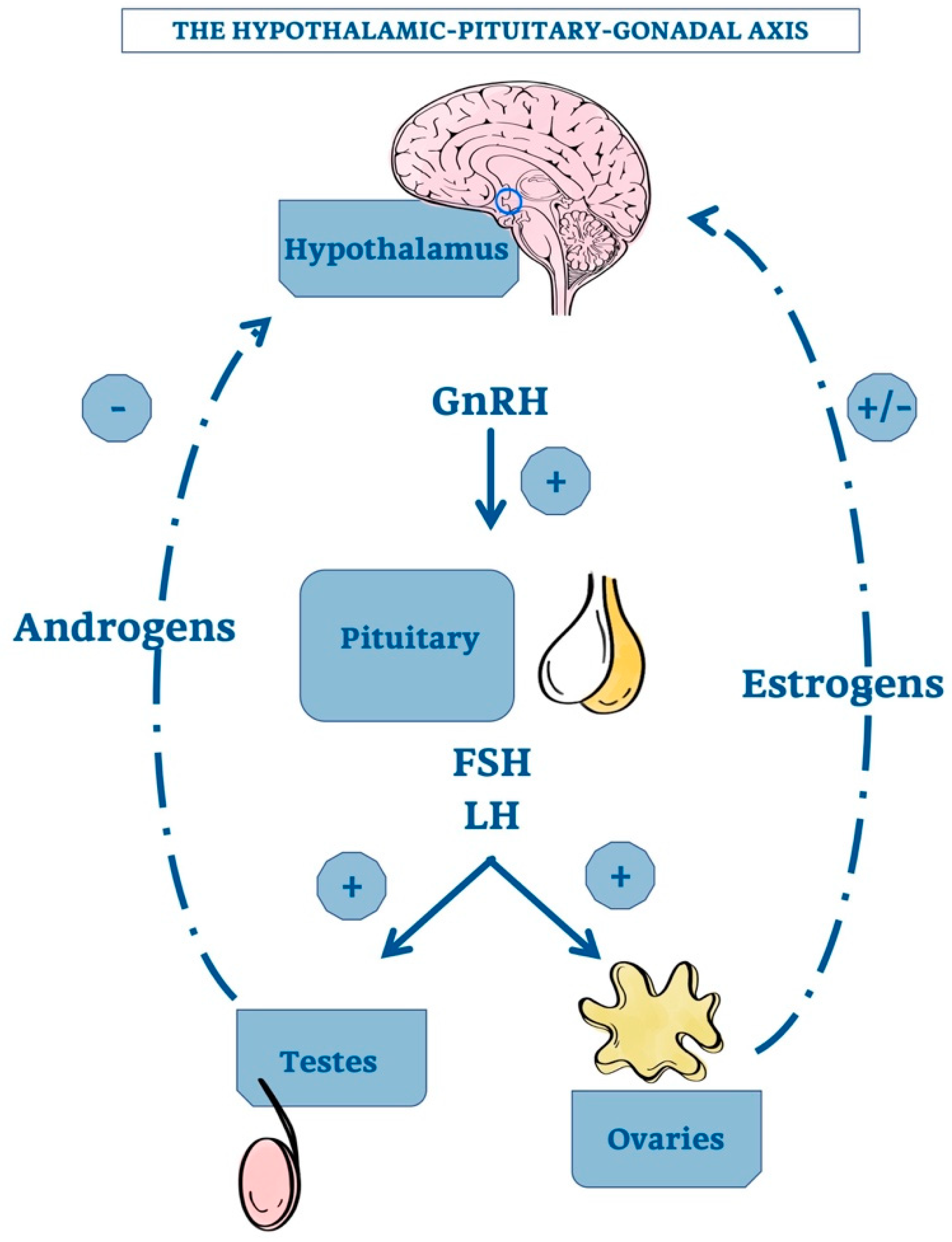 Ijms 21 08806 g002 Ijms 21 08806 g002
