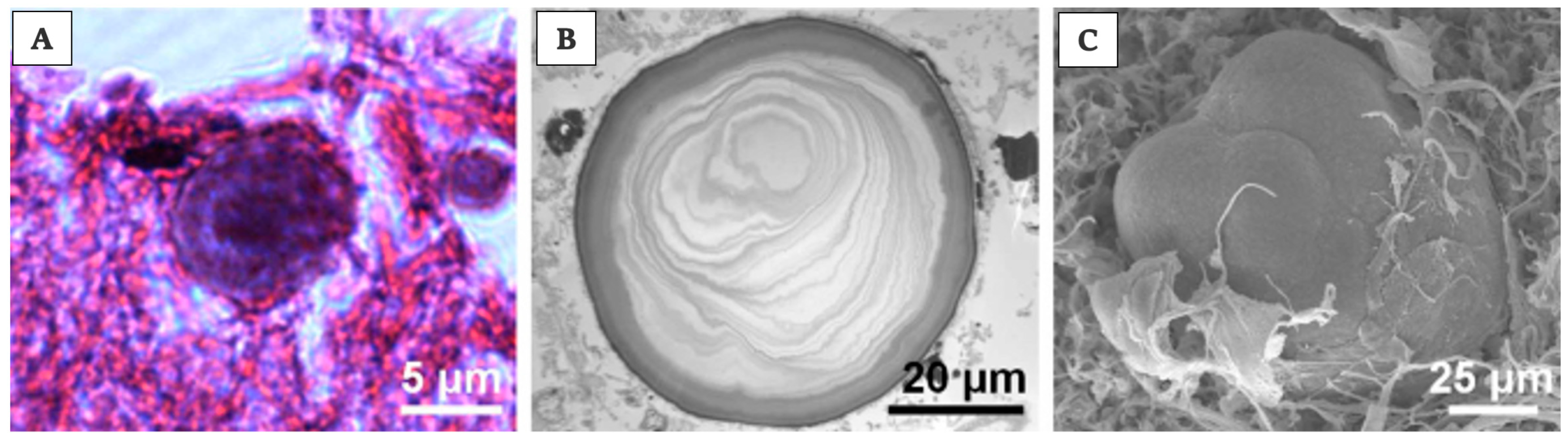 Ijms 21 08806 g008 Ijms 21 08806 g008