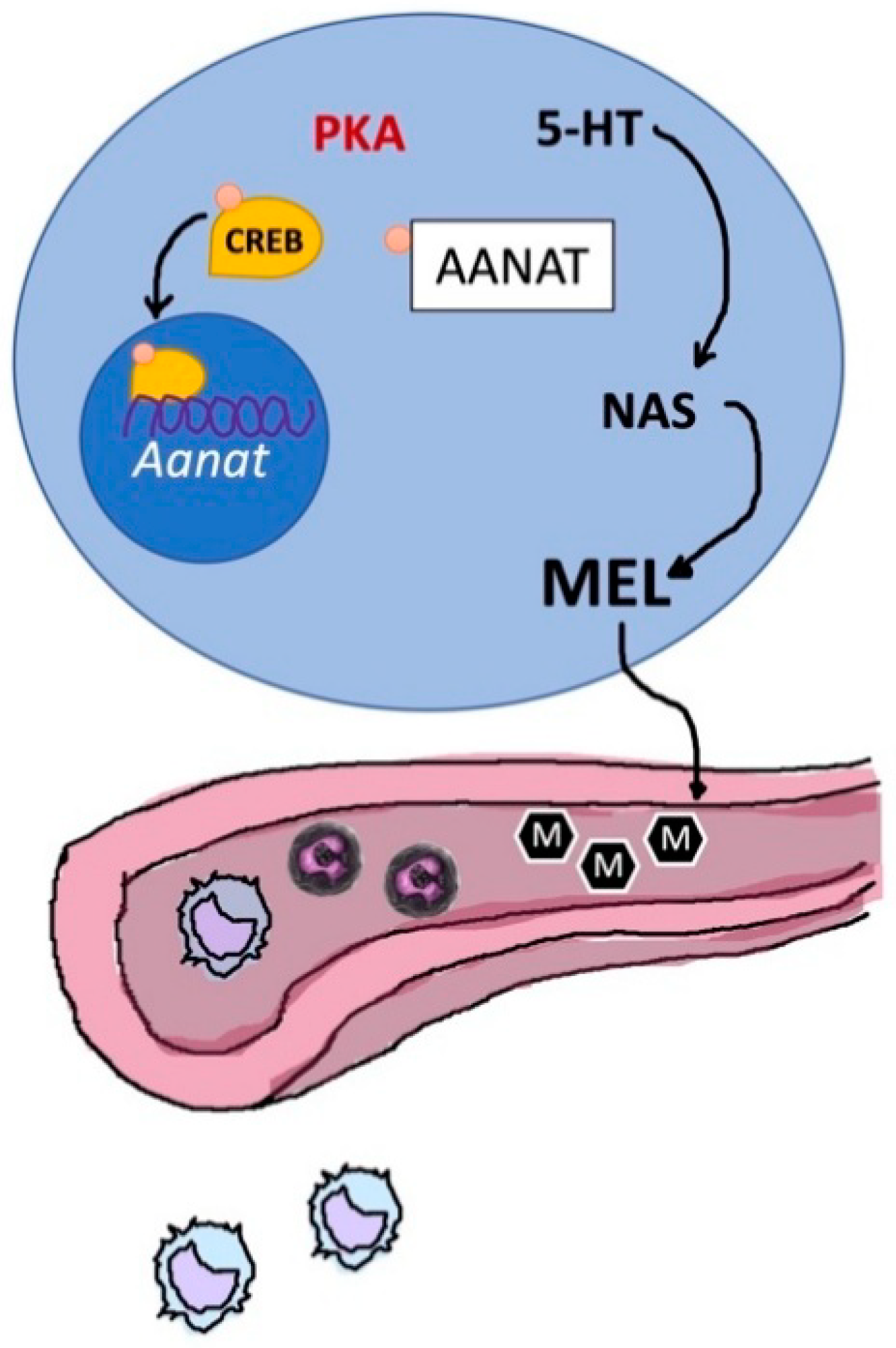 Ijms 21 08806 g012 Ijms 21 08806 g012