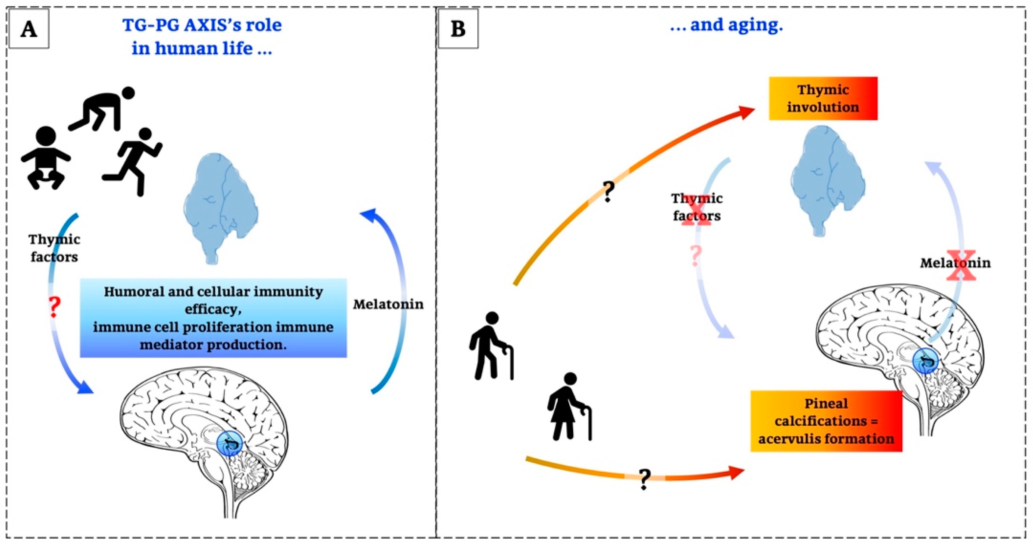 Ijms 21 08806 g013 Ijms 21 08806 g013