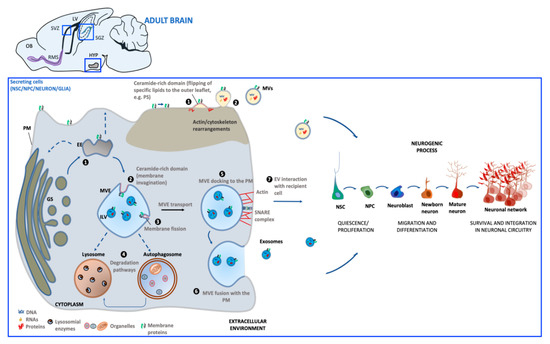 Ijms 21 08819 g001 550