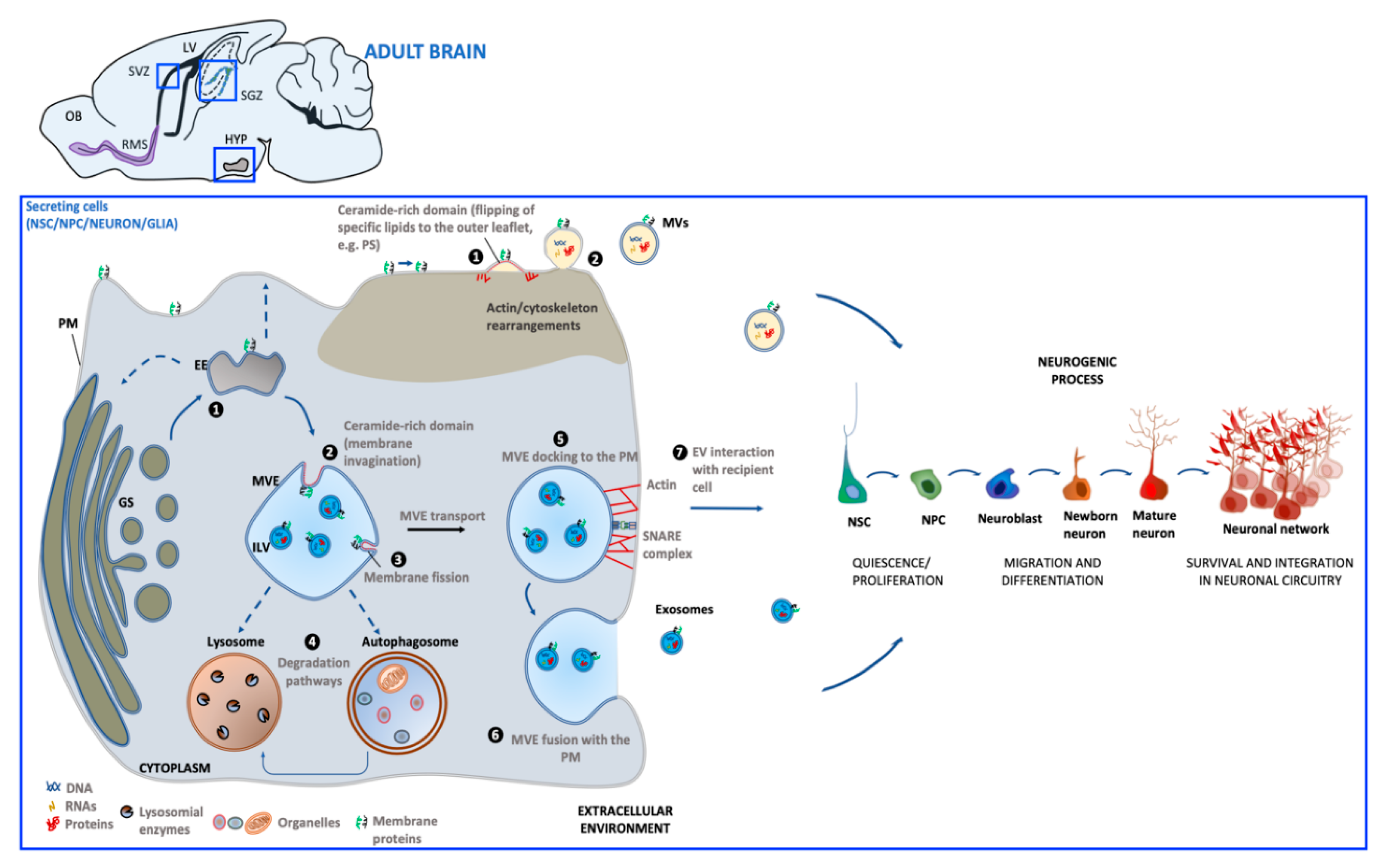 https://www.mdpi.com/ijms/ijms-21-08819/article_deploy/html/images/ijms-21-08819-g001.png