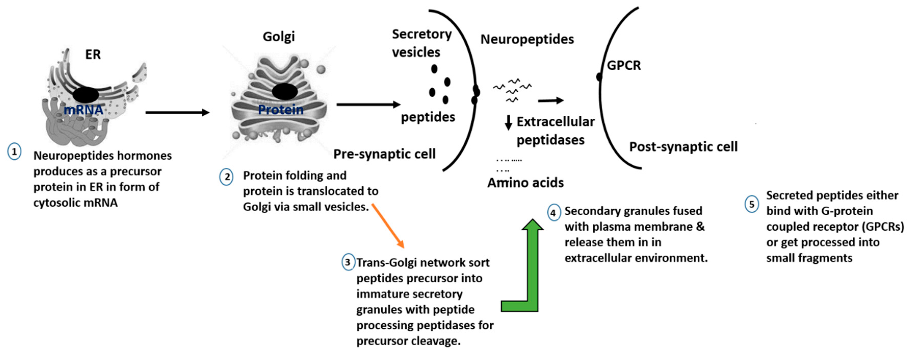 Ijms Free Full Text Food Derived Opioid Peptides In Human Health A Review Html