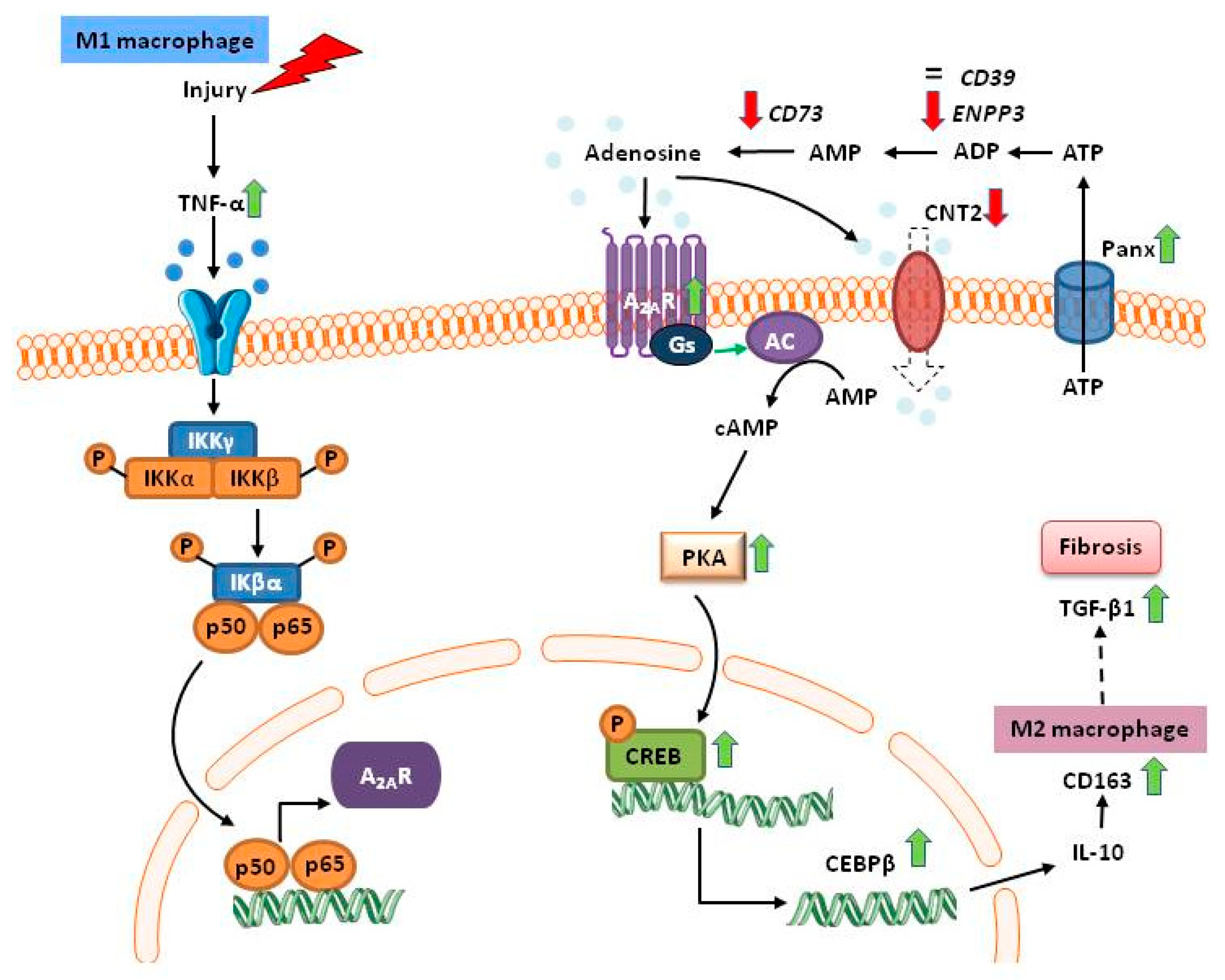 Ijms 21 08826 g008 Ijms 21 08826 g008