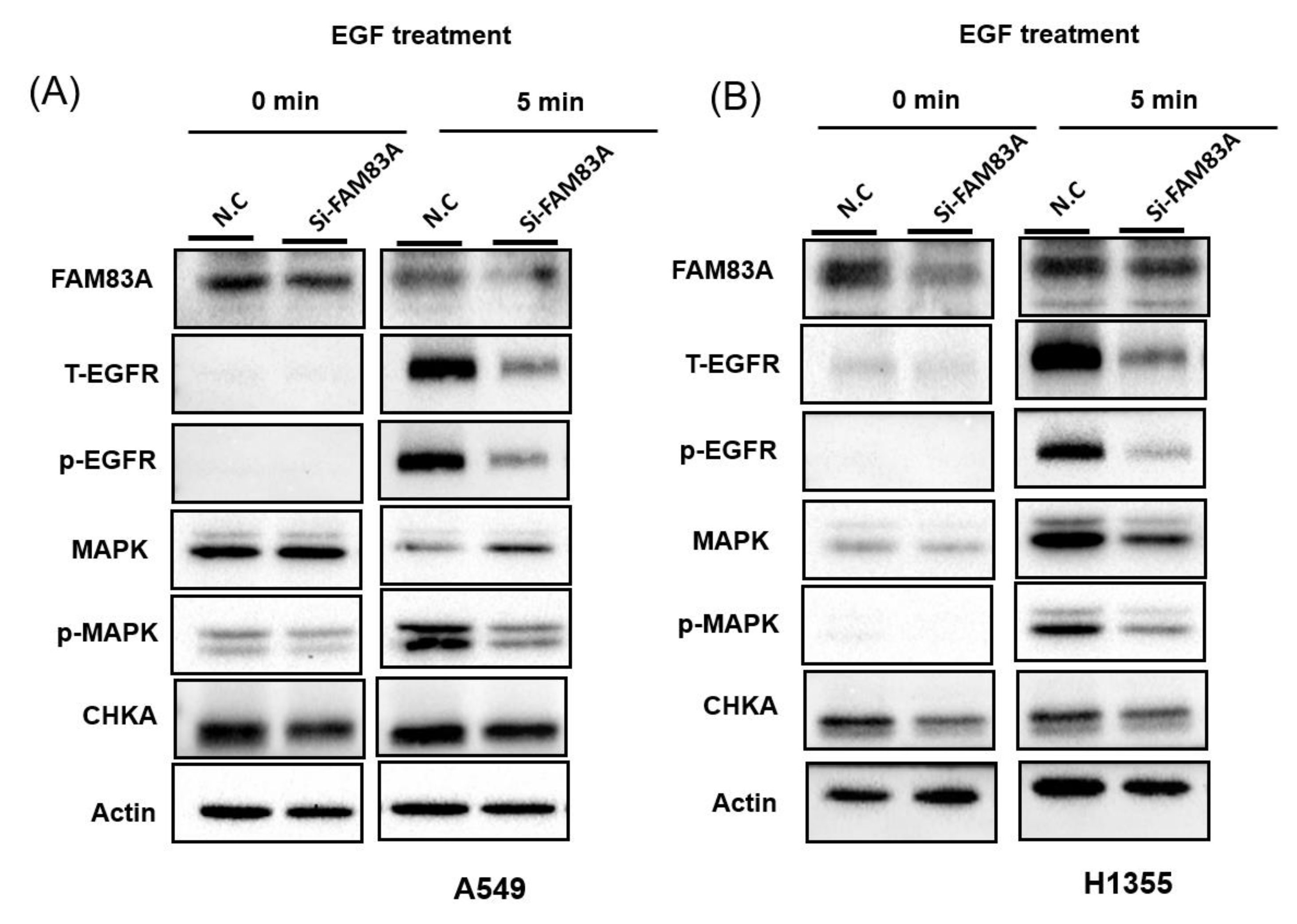 Ijms 21 08833 g005 Ijms 21 08833 g005