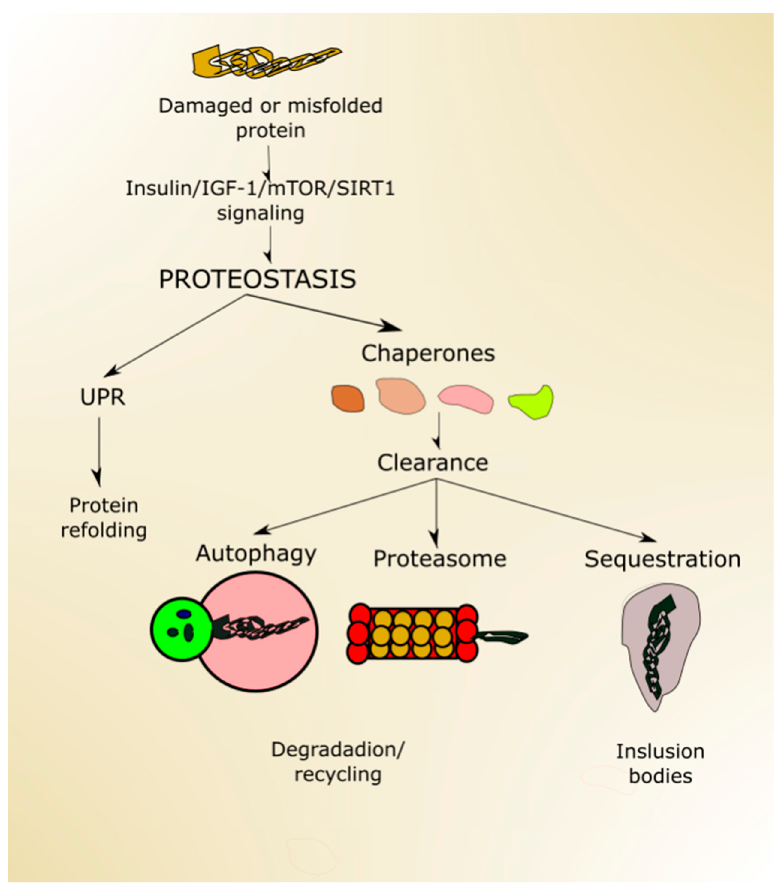 Ijms Free Full Text The Aging Stress Response And Its Implication For Amd Pathogenesis Html Ijms Free Full Text The Aging Stress Response And Its Implication For Amd Pathogenesis Html