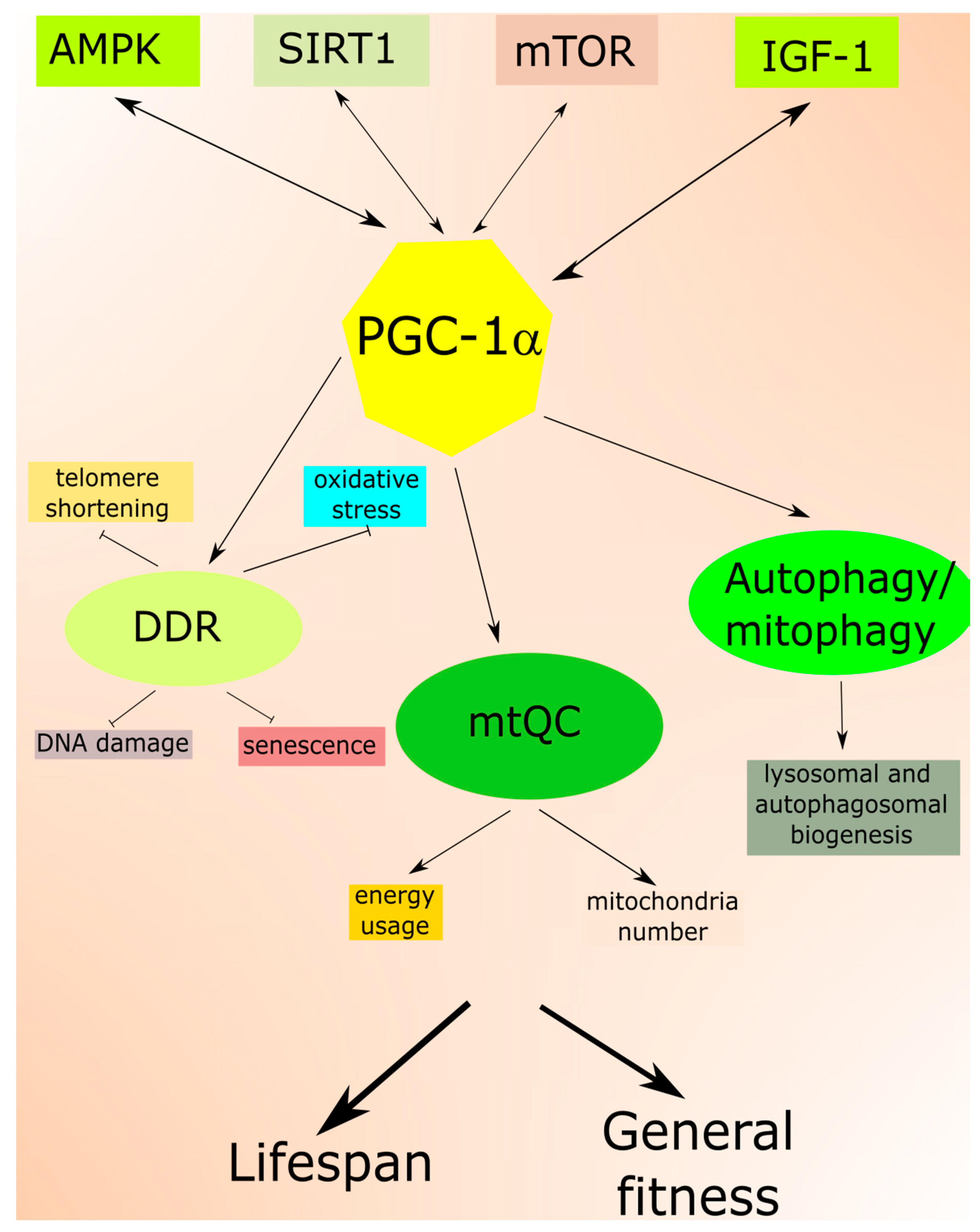 Ijms Free Full Text The Aging Stress Response And Its Implication For Amd Pathogenesis Html Ijms Free Full Text The Aging Stress Response And Its Implication For Amd Pathogenesis Html