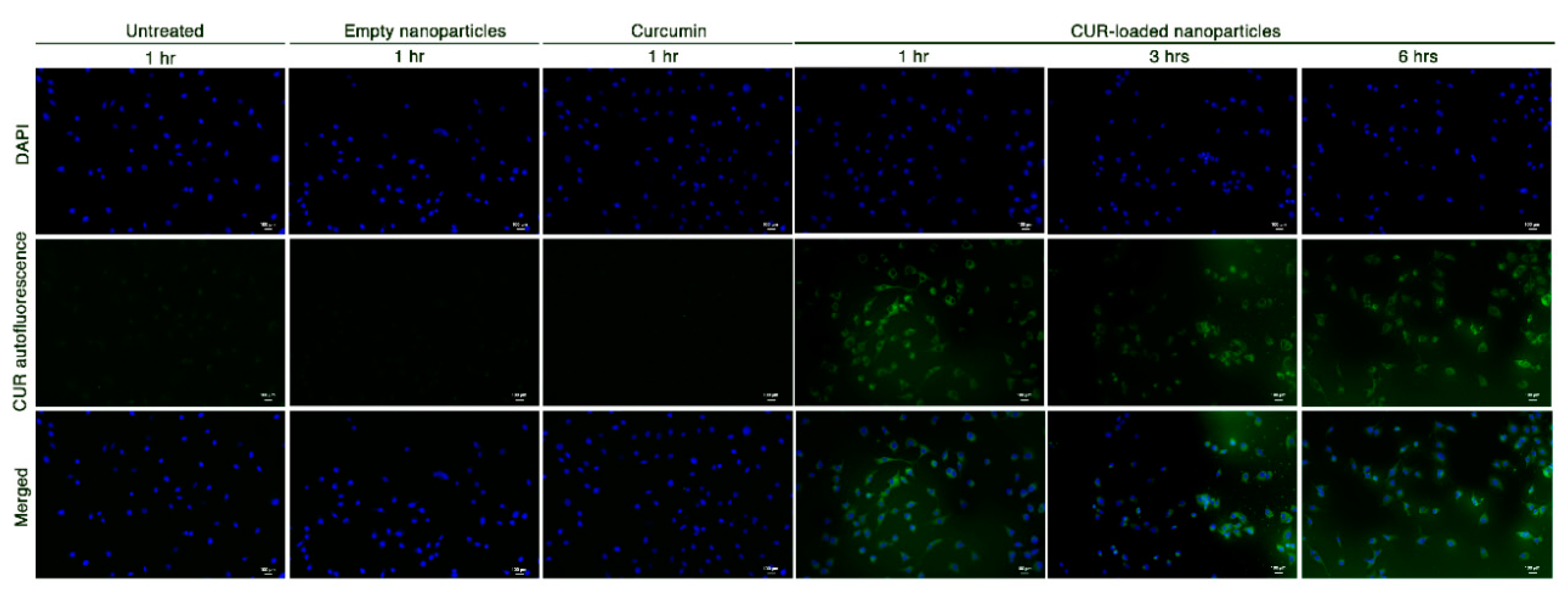 Ijms 21 08846 g004 Ijms 21 08846 g004