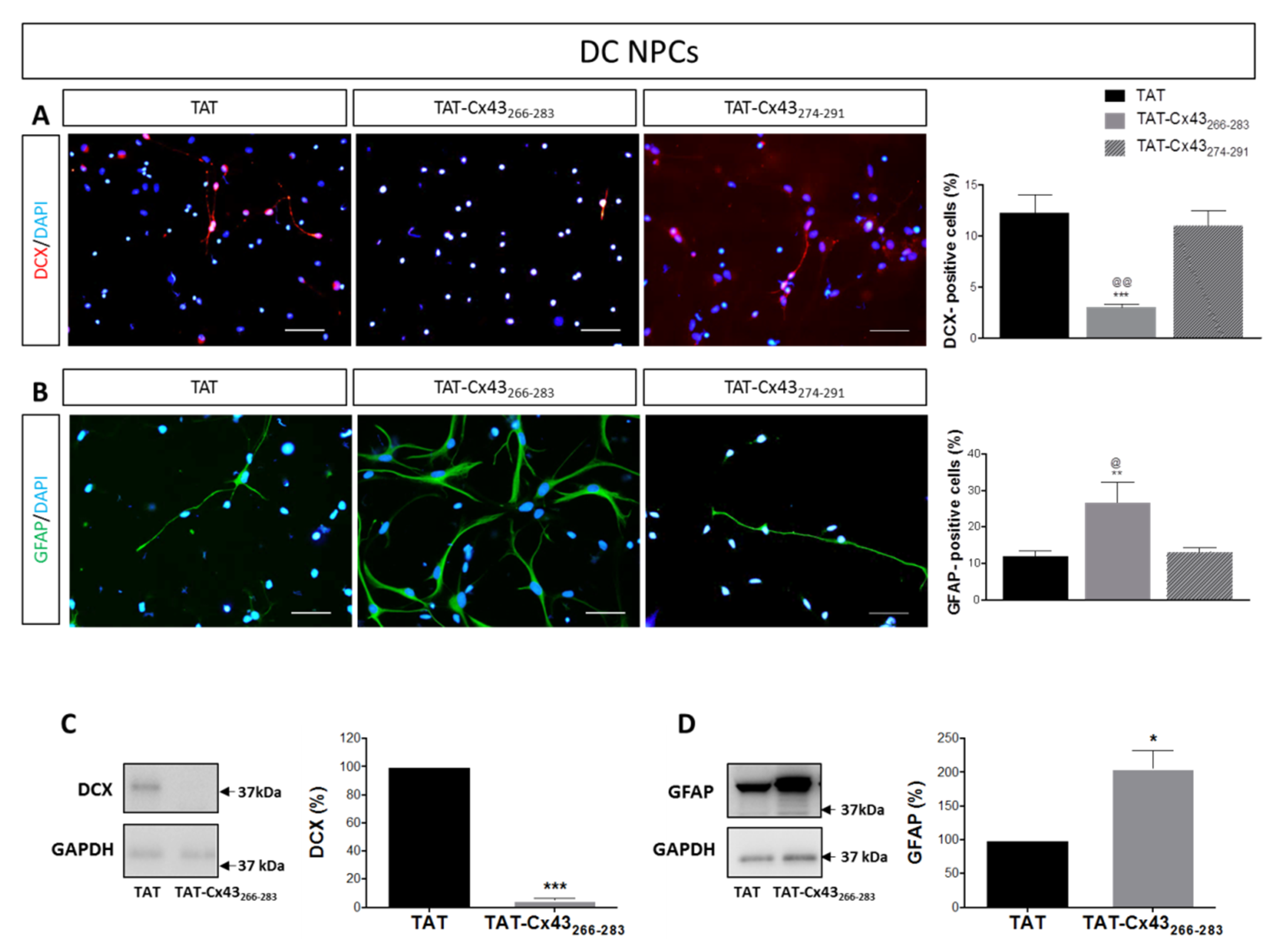 Ijms 21 08852 g005 Ijms 21 08852 g005