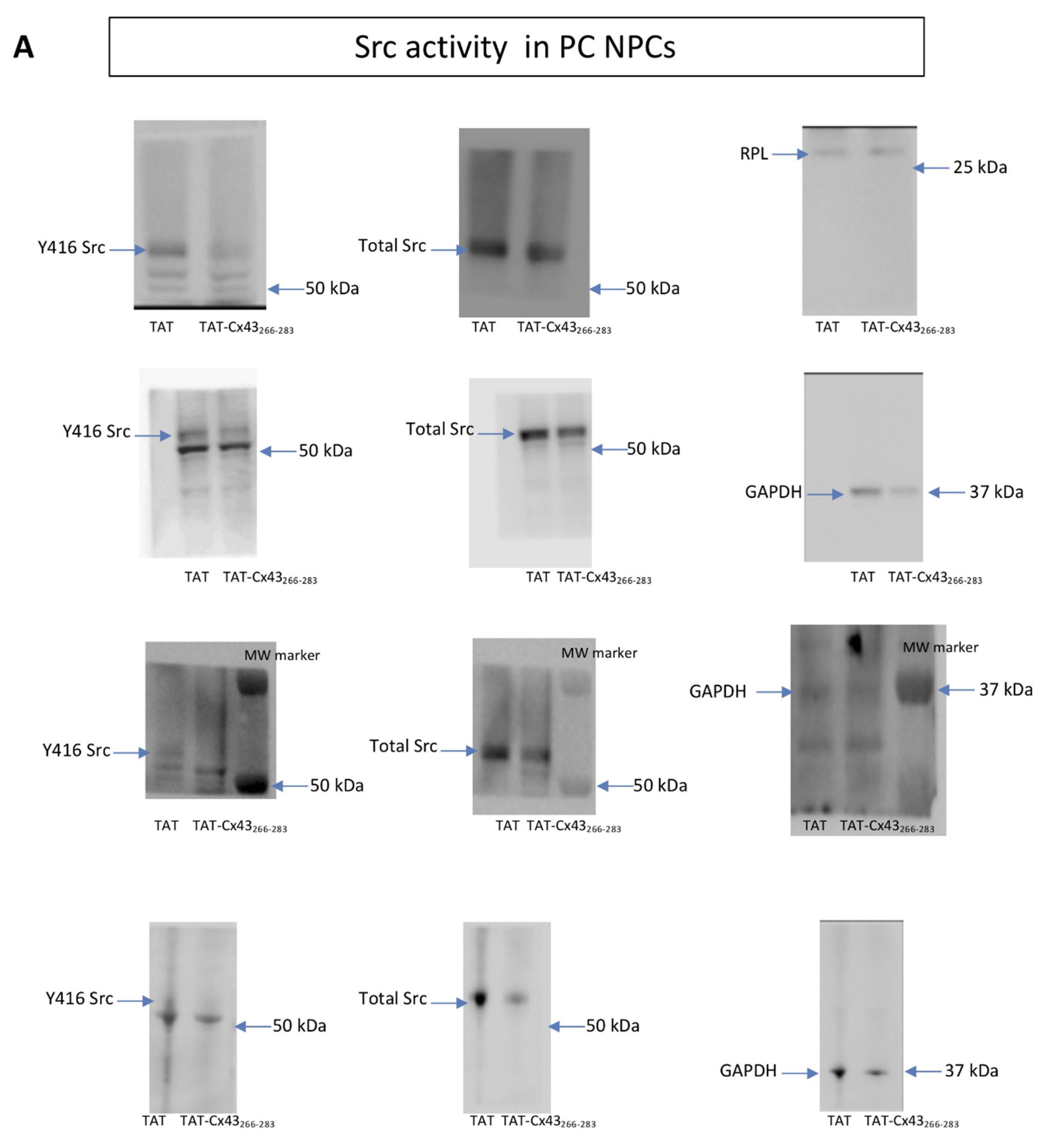 Ijms 21 08852 g0a1a Ijms 21 08852 g0a1a