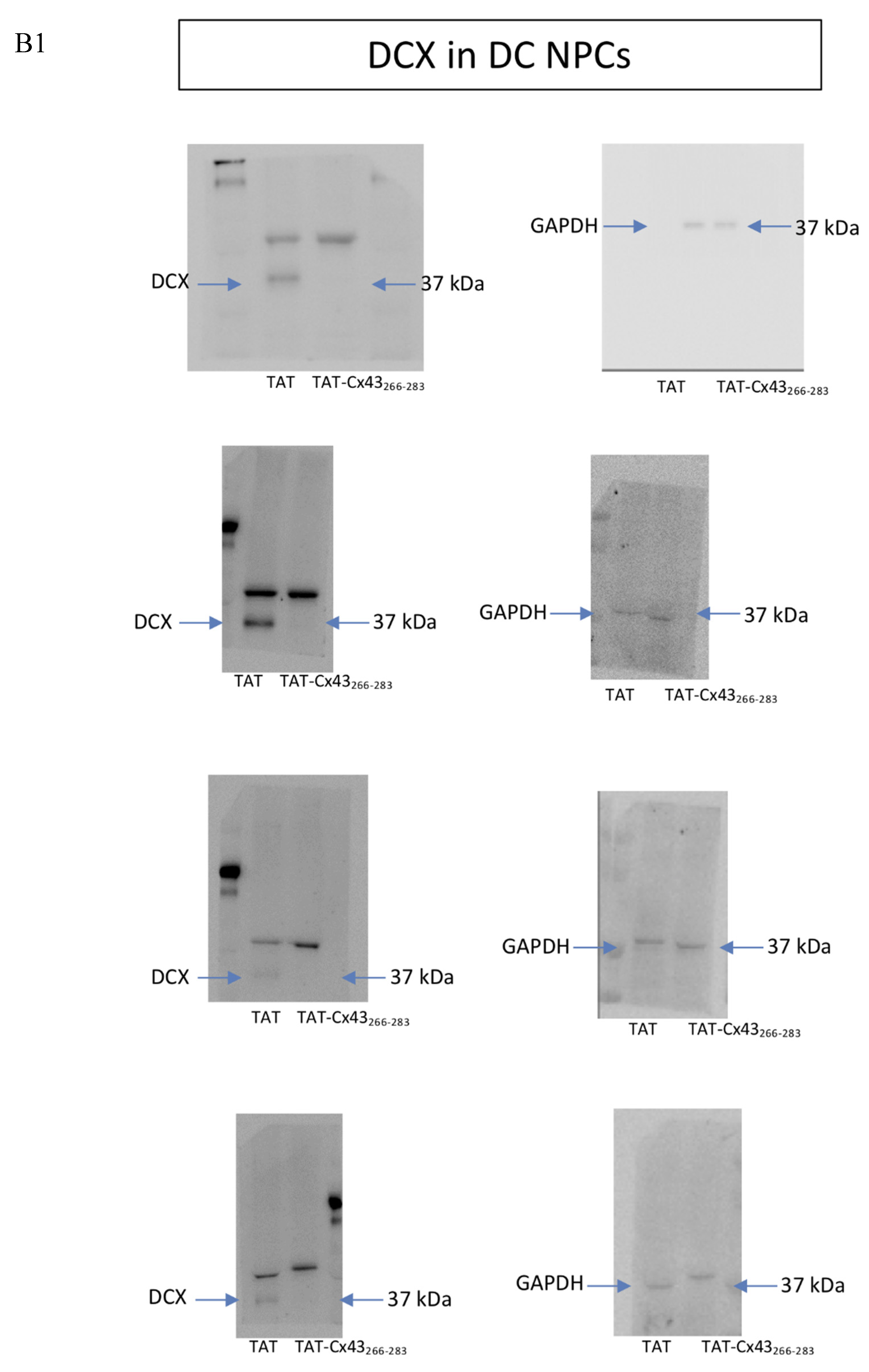 Ijms 21 08852 g0a1b Ijms 21 08852 g0a1b