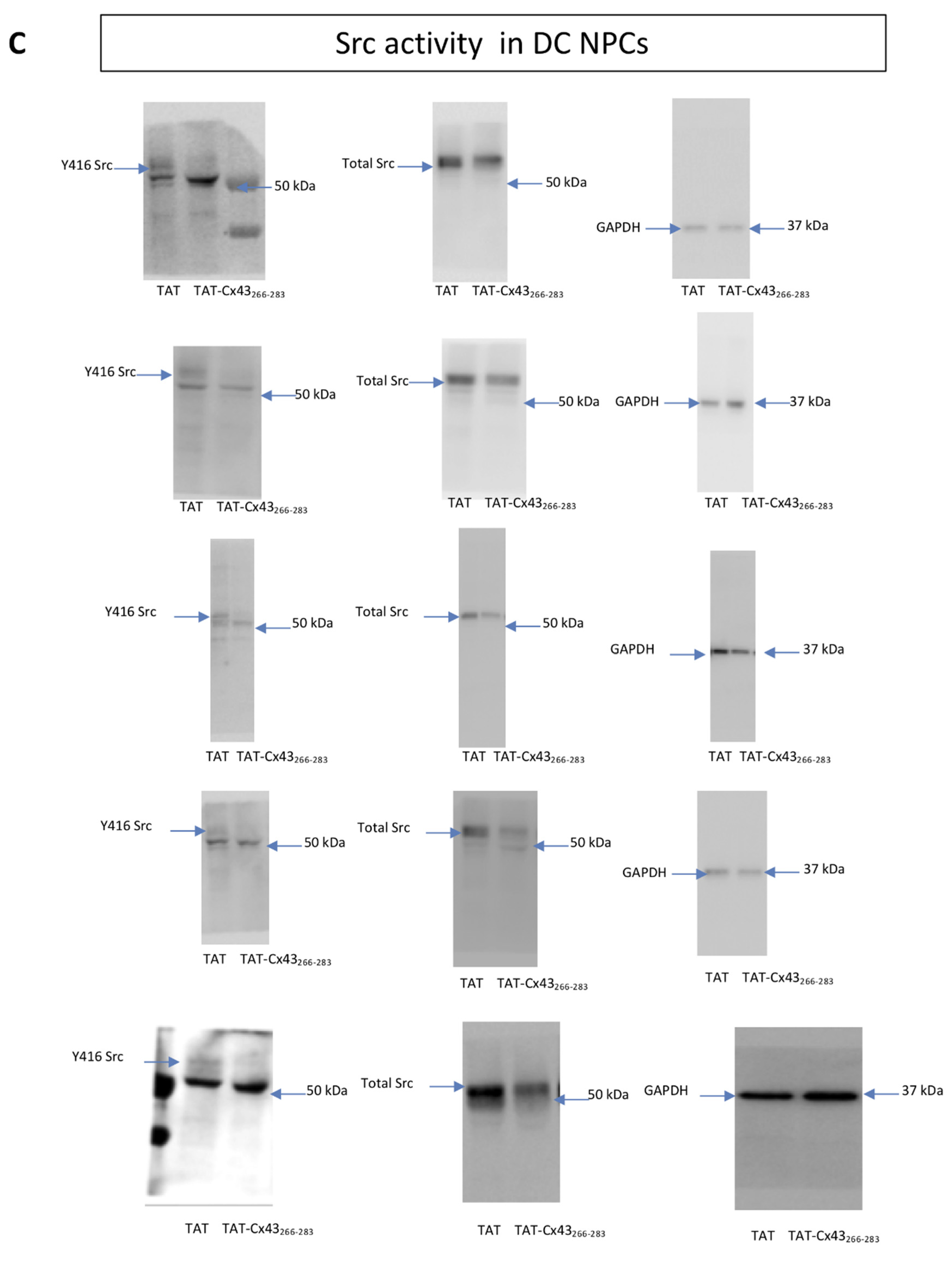 Ijms 21 08852 g0a1d Ijms 21 08852 g0a1d