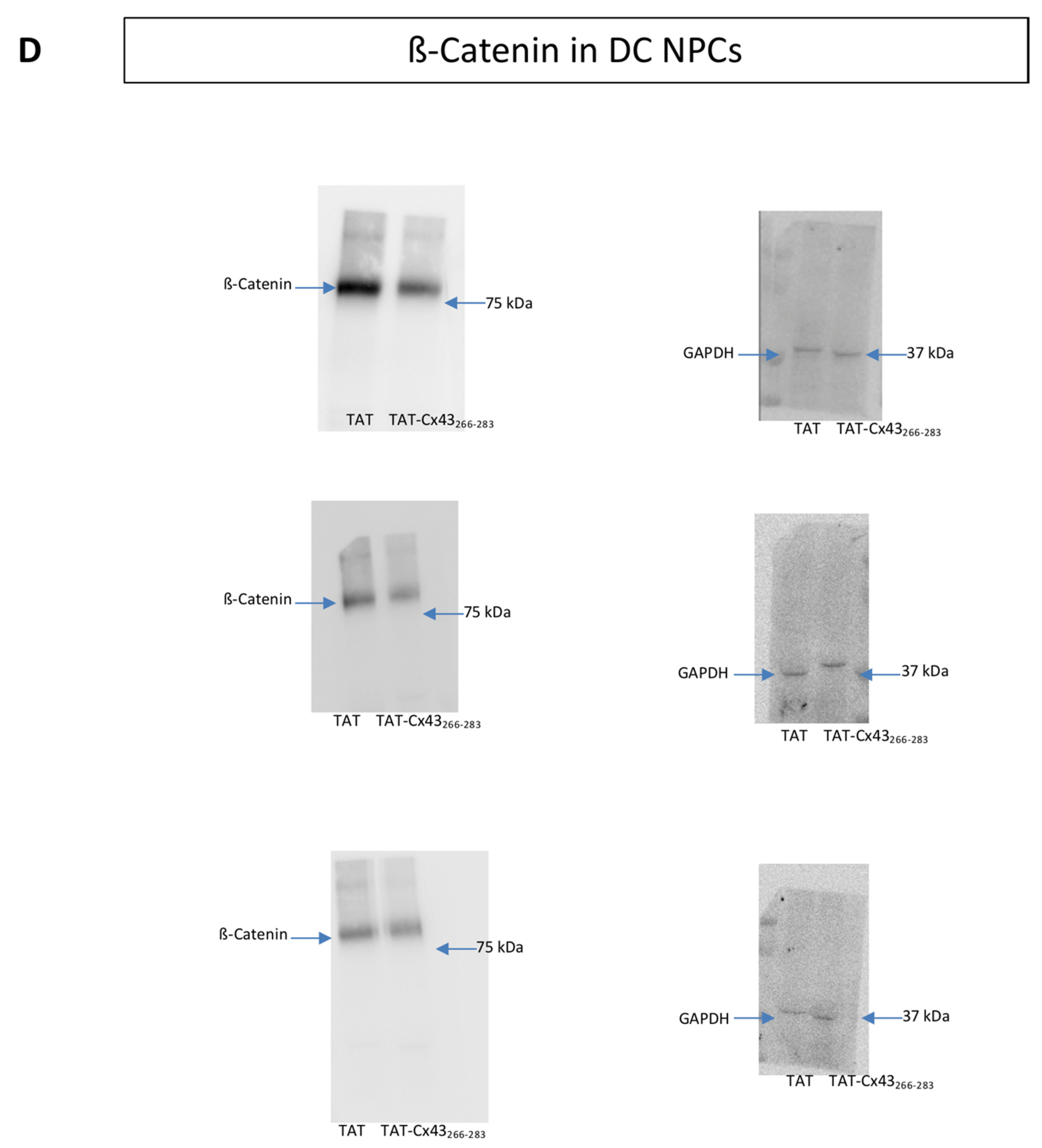 Ijms 21 08852 g0a1e Ijms 21 08852 g0a1e