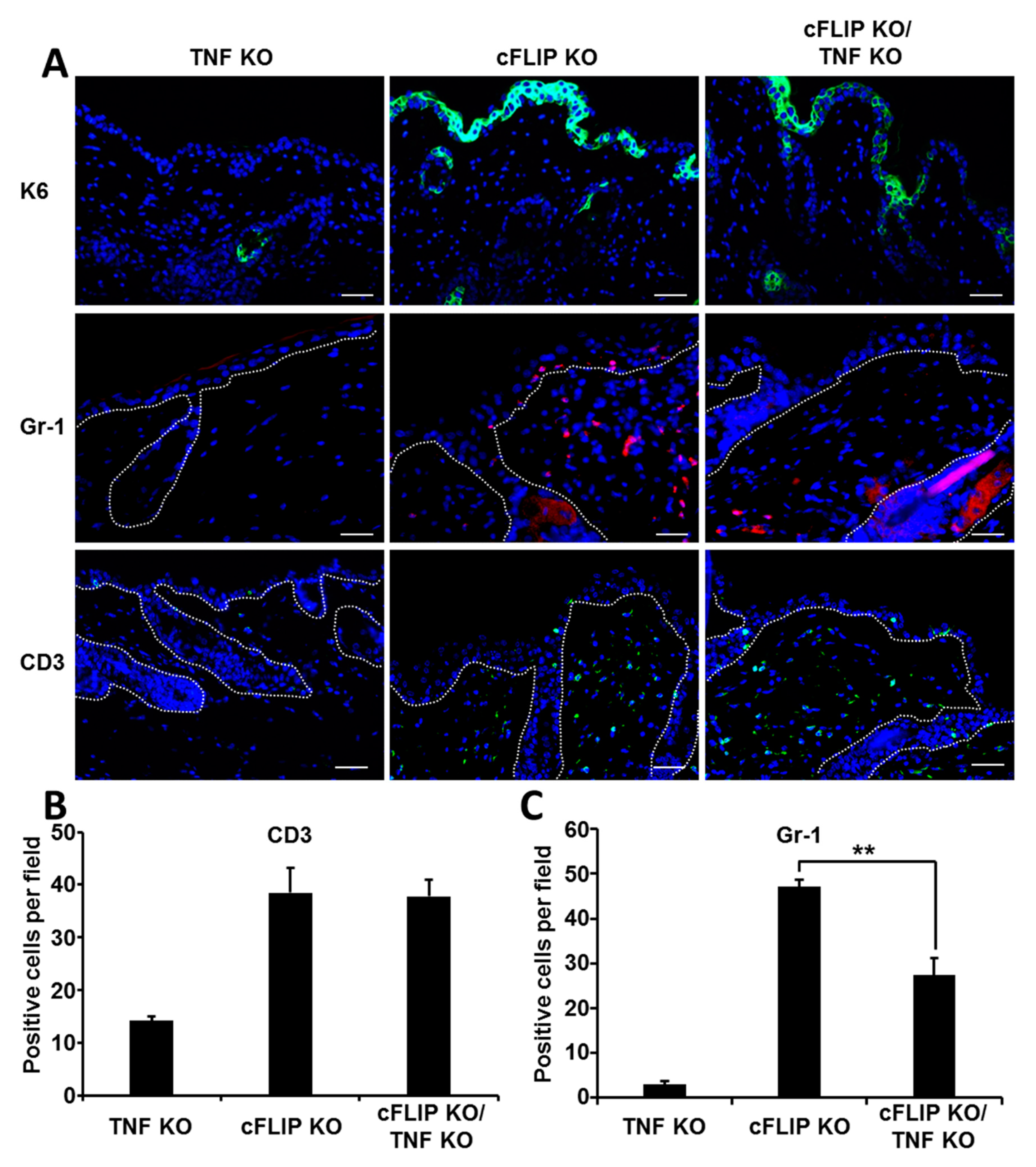 Ijms 21 08859 g003 Ijms 21 08859 g003