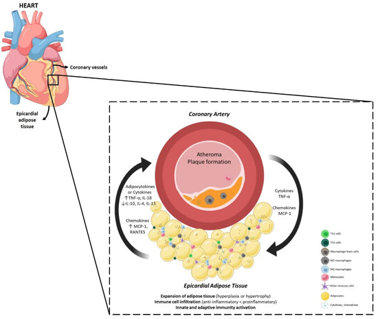 Unraveling the Role of Epicardial Adipose Tissue in Coronary Artery ...