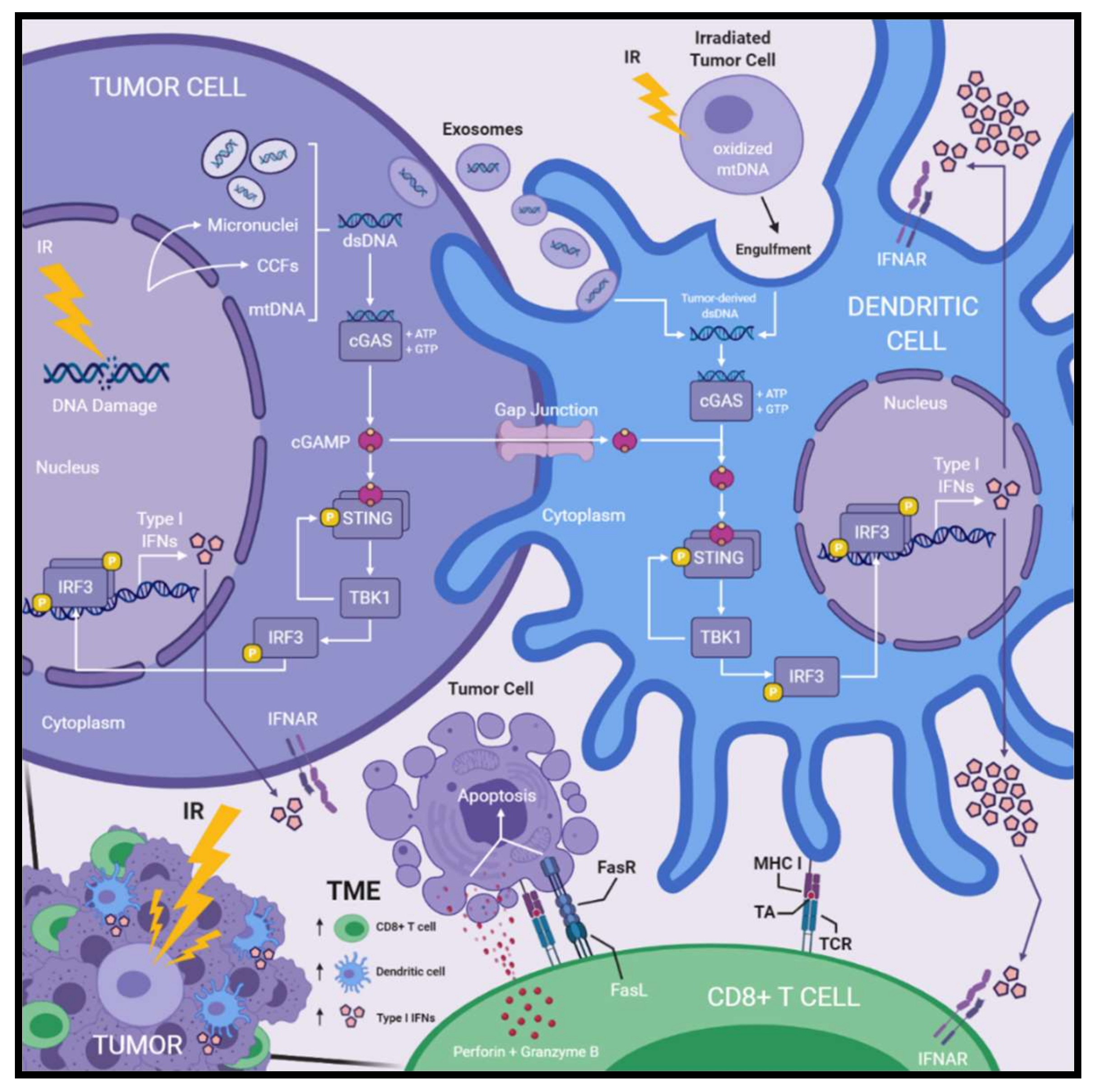 Ijms 21 08877 g001 Ijms 21 08877 g001