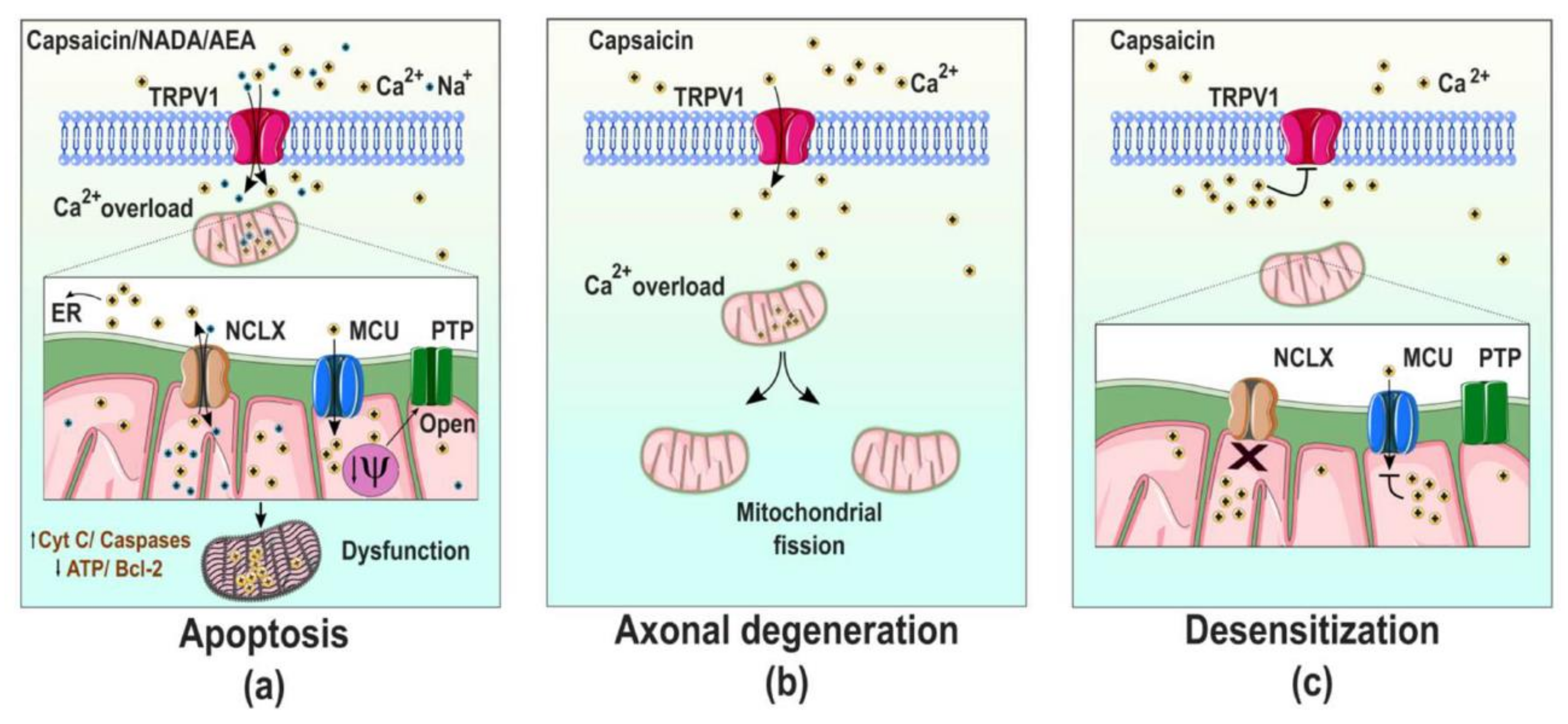 Ijms 21 08882 g003 Ijms 21 08882 g003