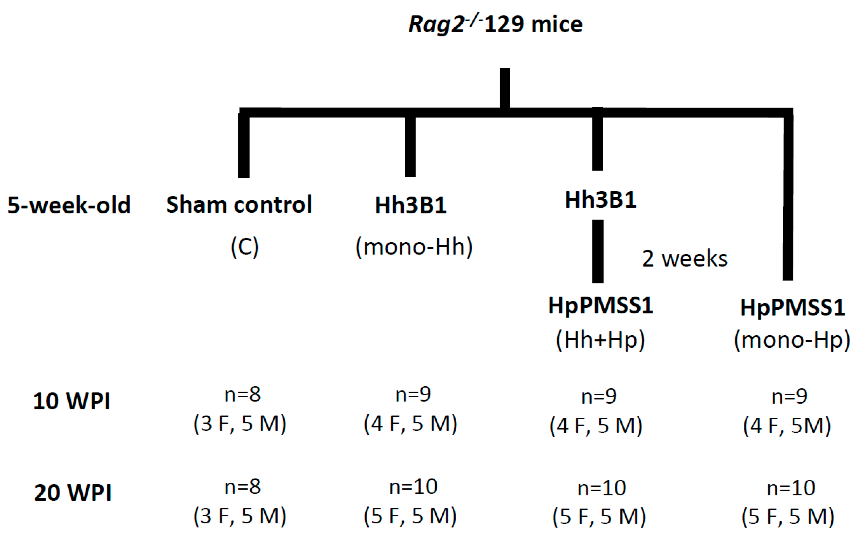 Ijms 21 08886 g001 Ijms 21 08886 g001
