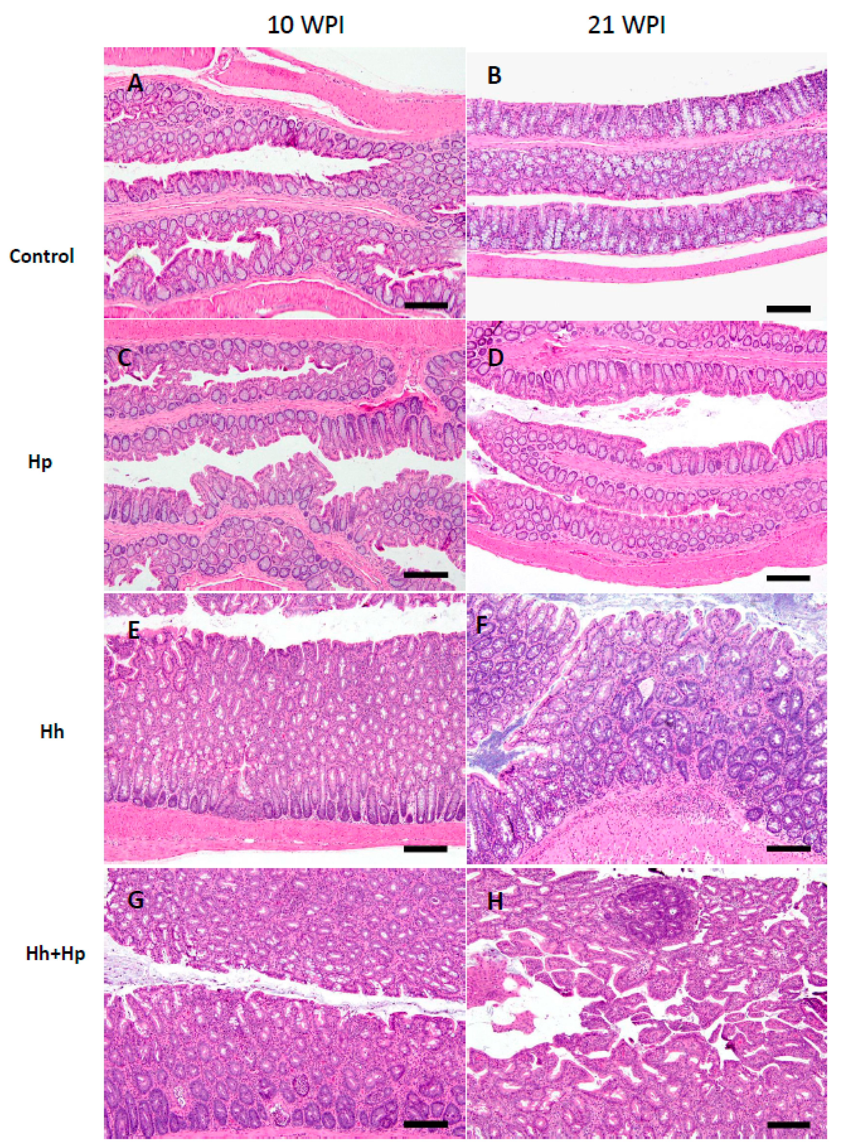 Ijms 21 08886 g002 Ijms 21 08886 g002