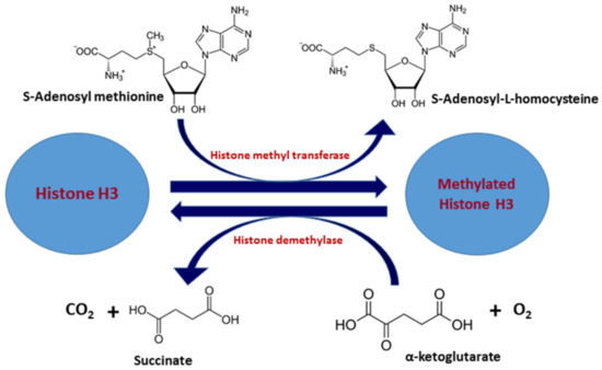 The Role of Histone Acetylation-/Methylation-Mediated