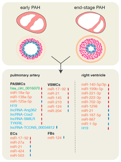 Epigenetic Regulation of Pulmonary Arterial Hypertension