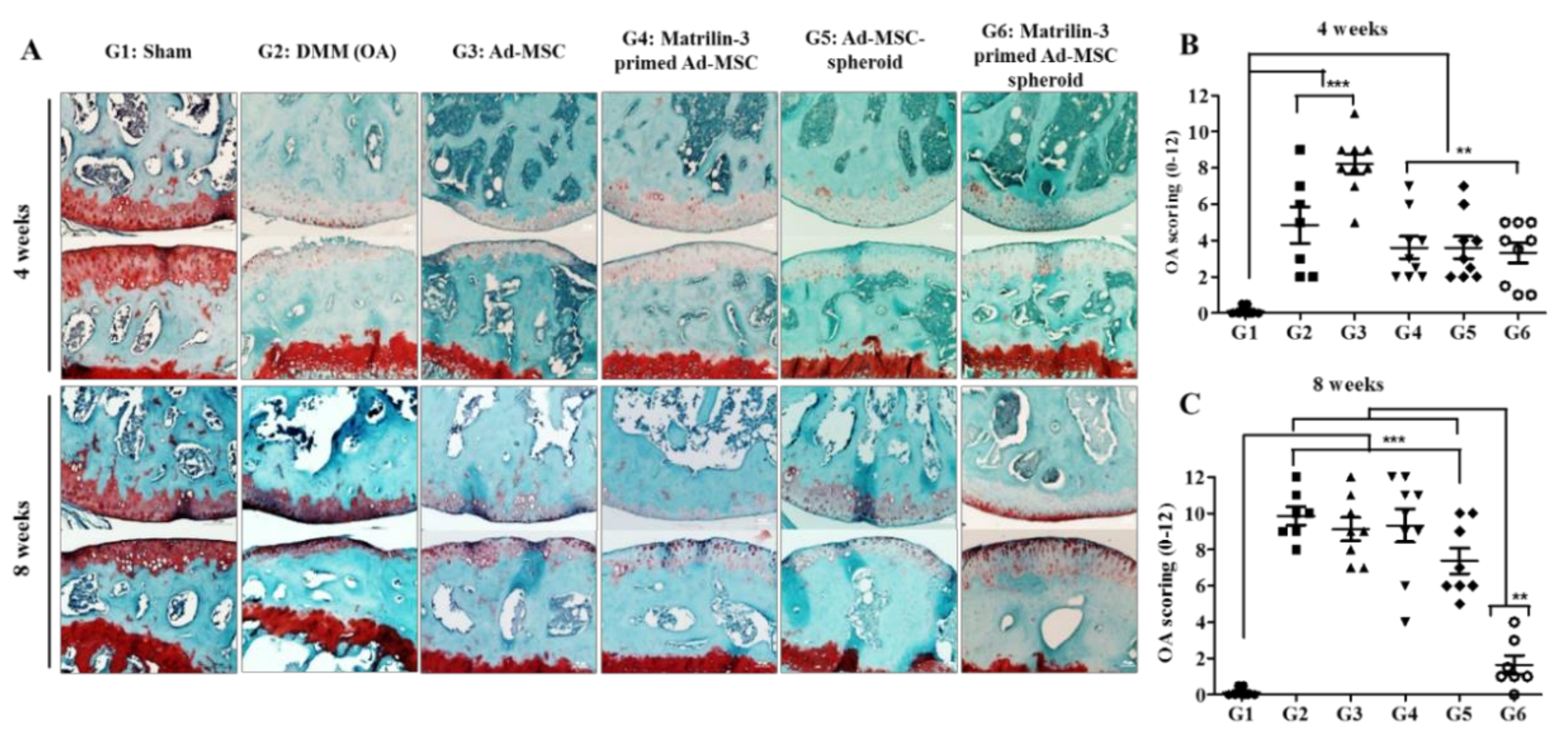 Ijms 21 08911 g005 Ijms 21 08911 g005